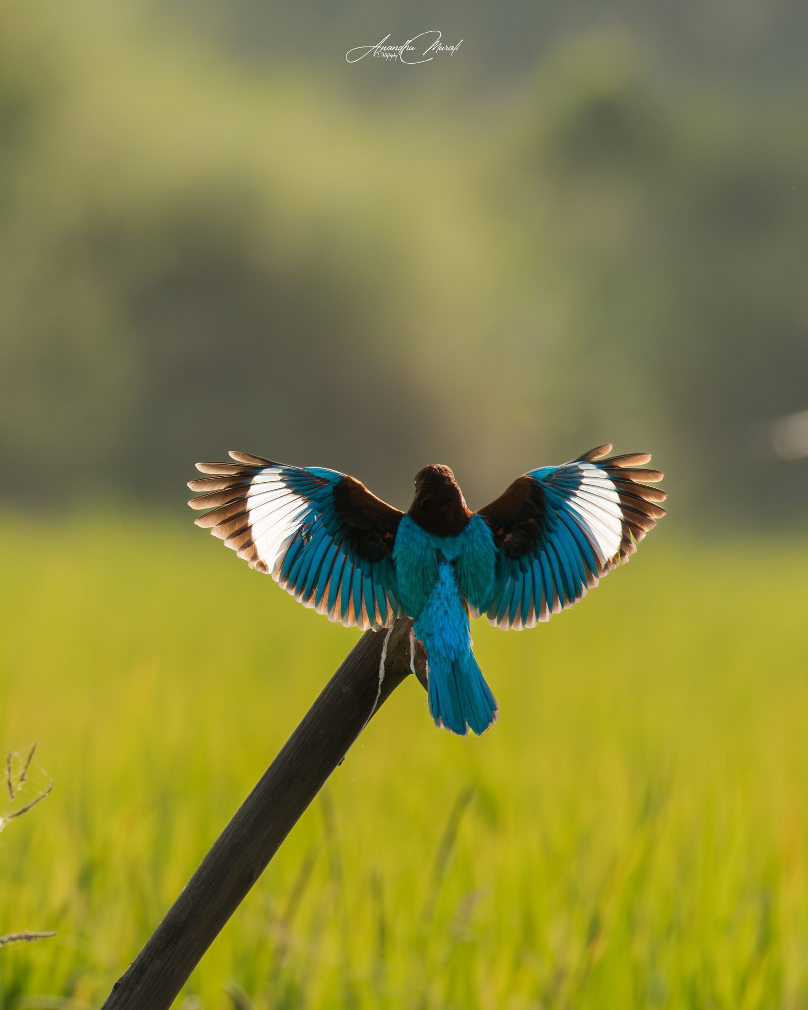 Birds in Action 08