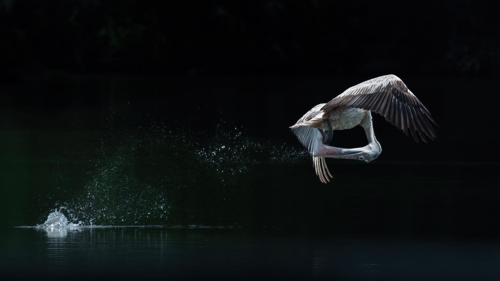Birds in Action 09