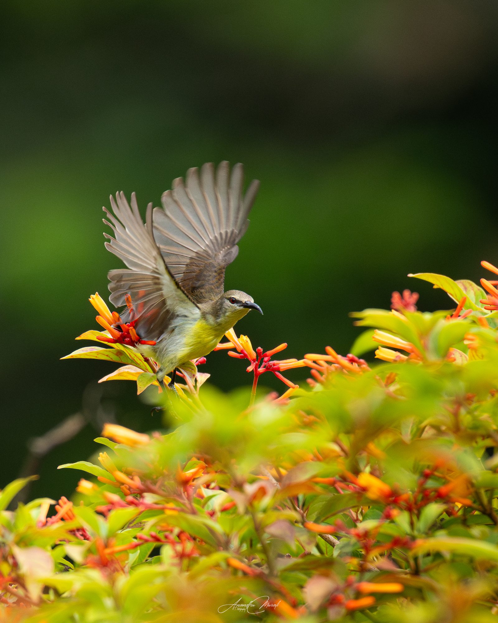 Birds in Action 11