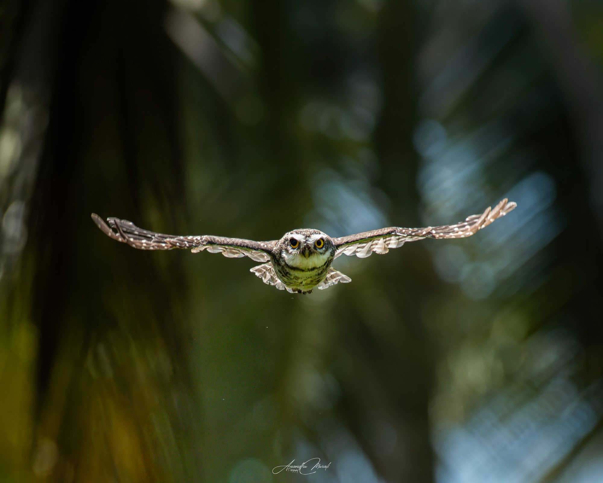 Birds in Action 12