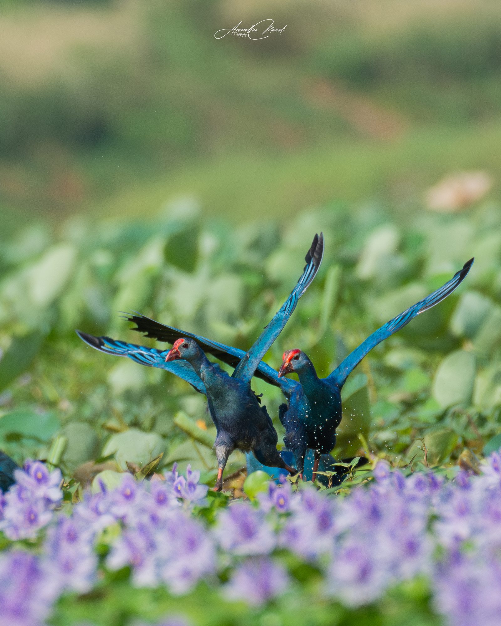 Birds in Action 13
