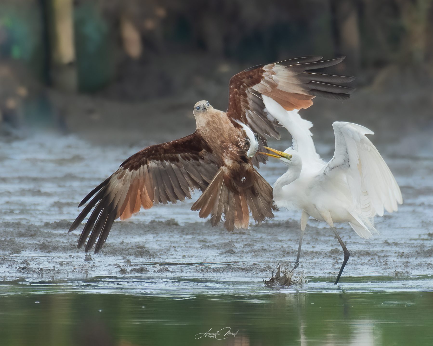 Birds in Action 14