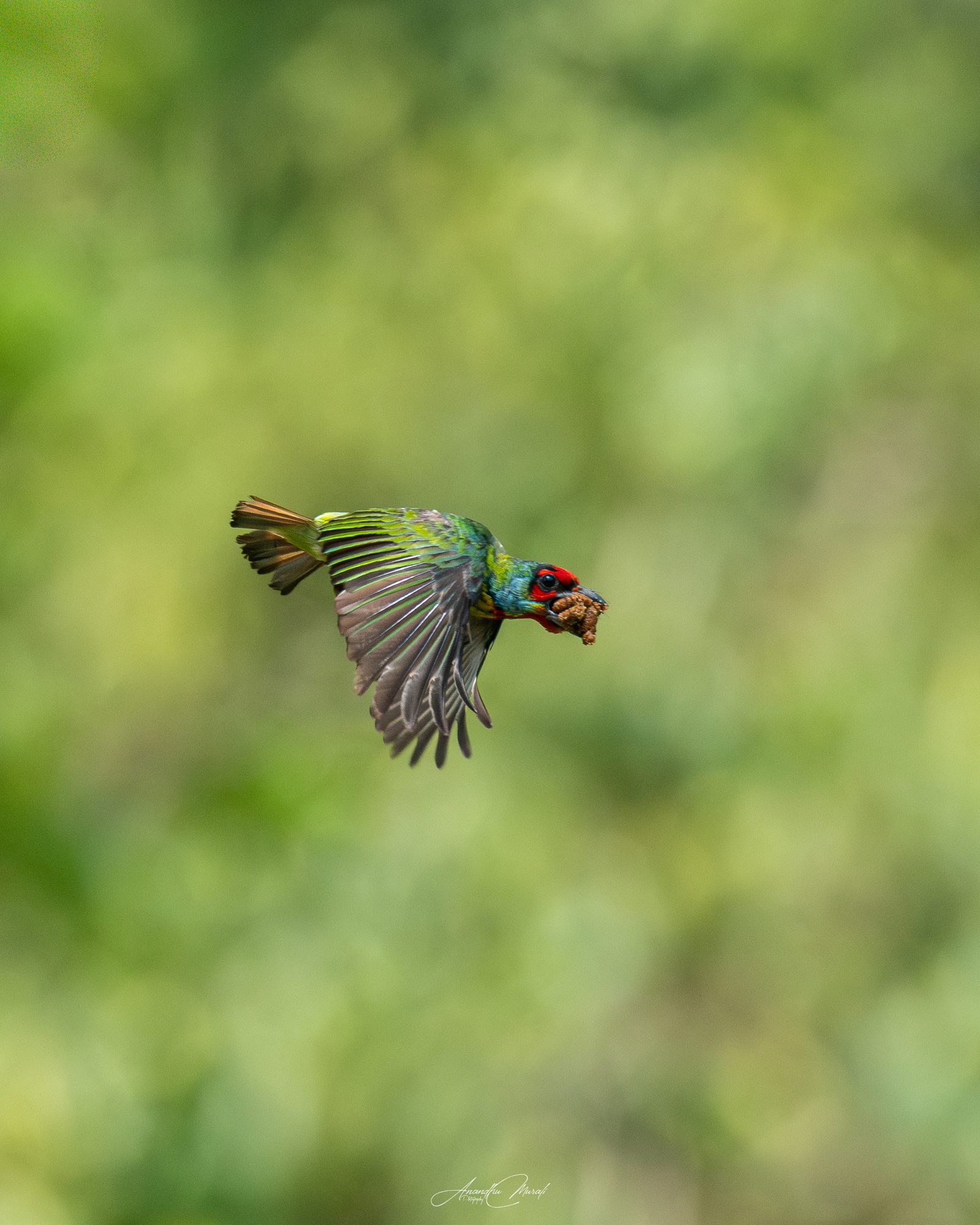 Birds in Action 16