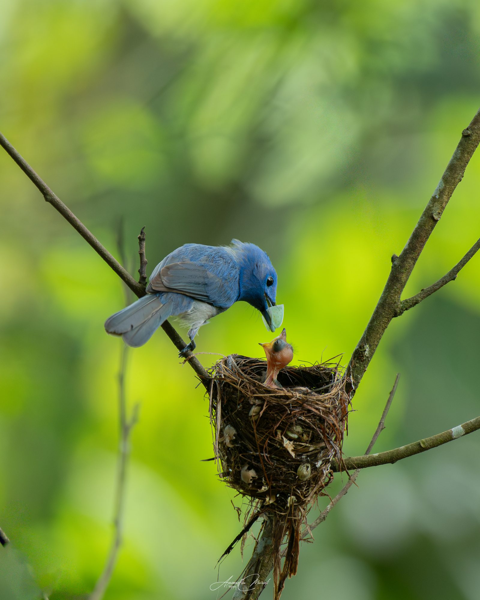 Birds in Action 17