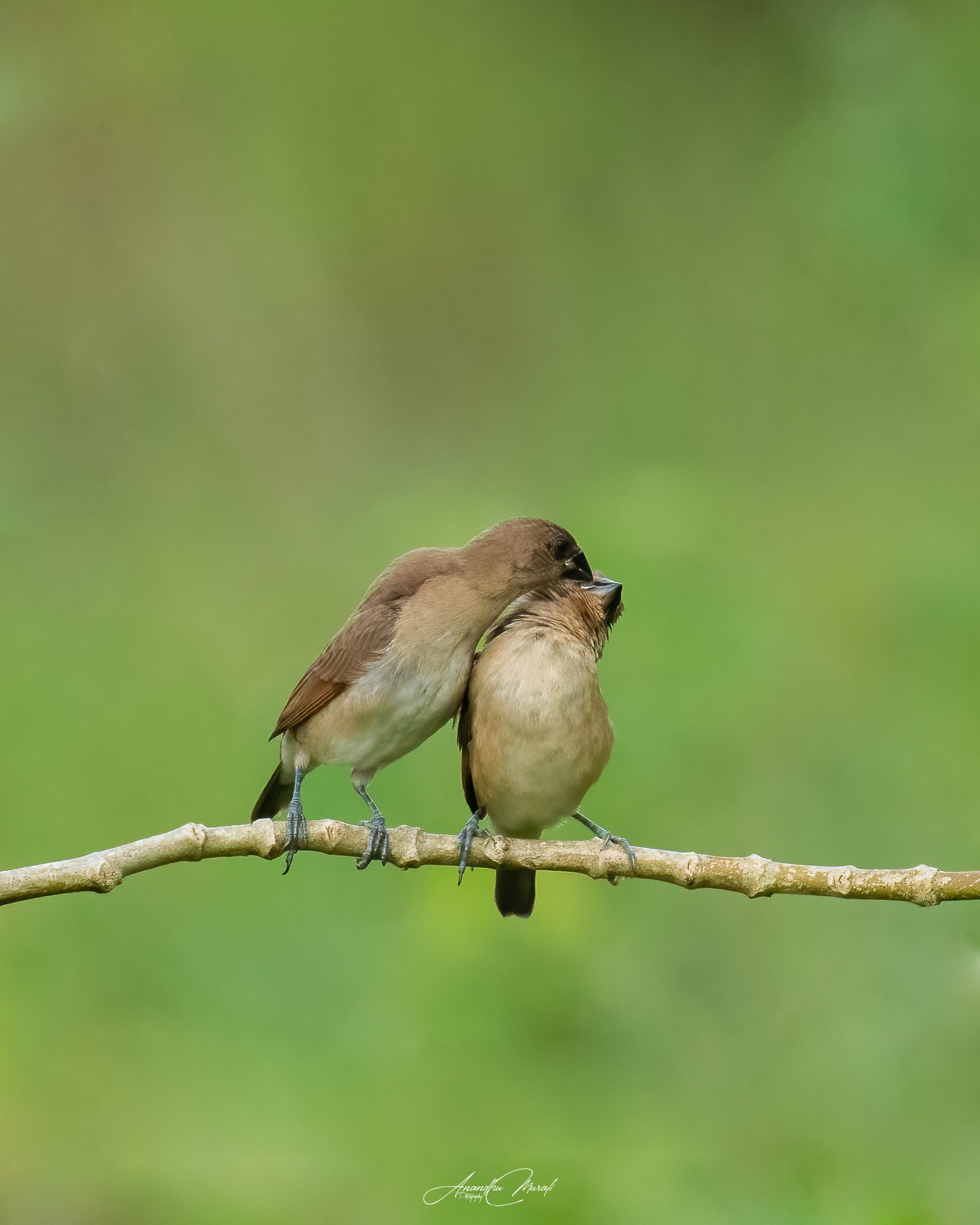 Birds in Action 18