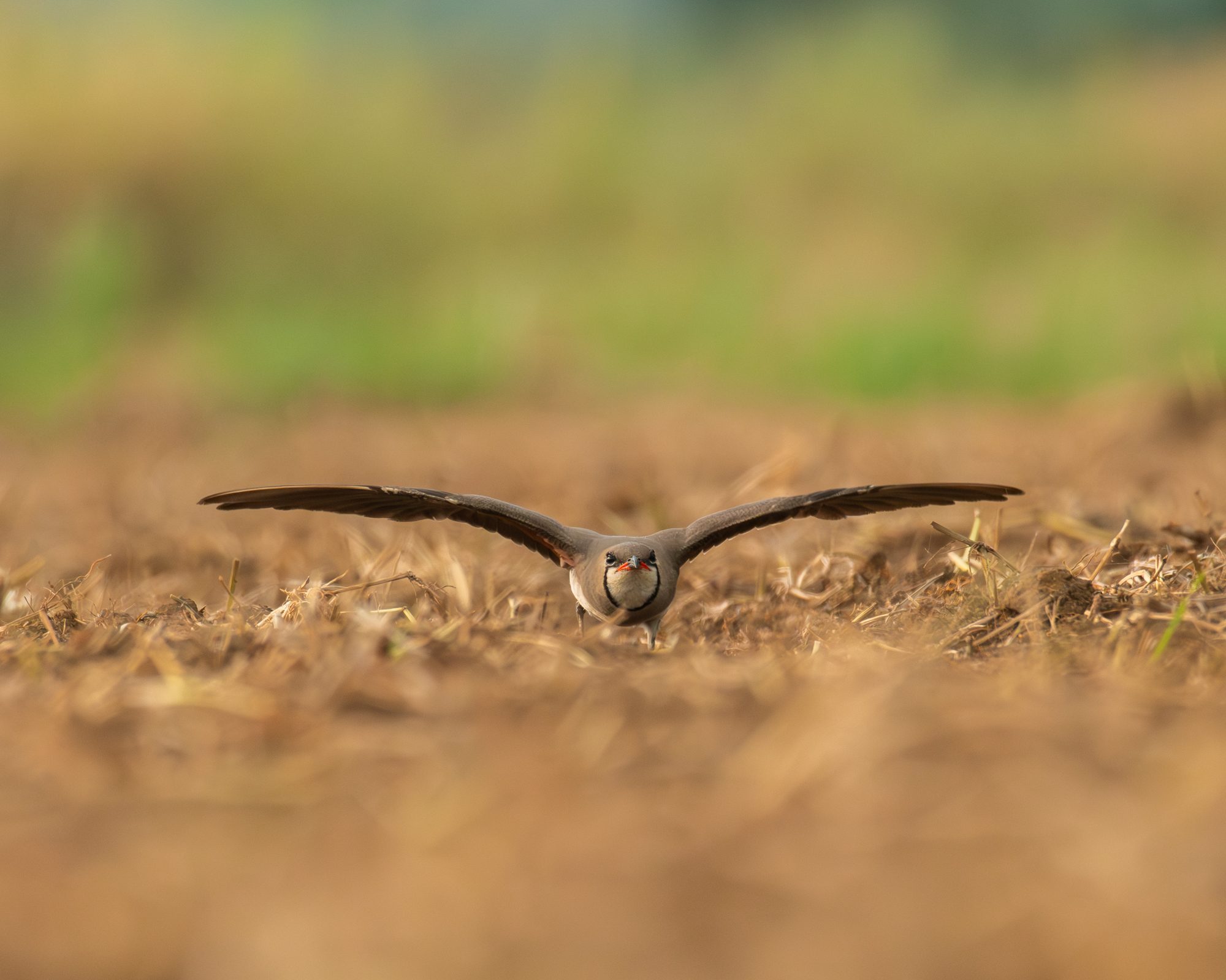 Birds in Action 19