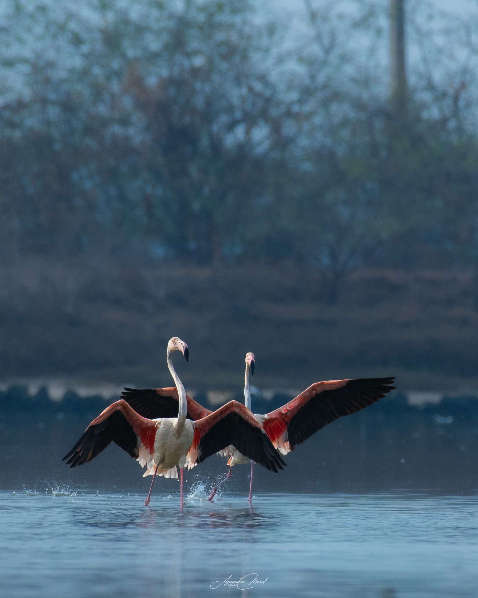 Birds in Action 21