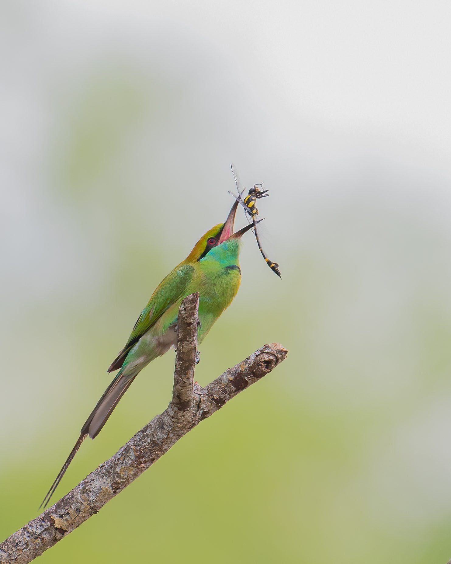 Birds in Action 22