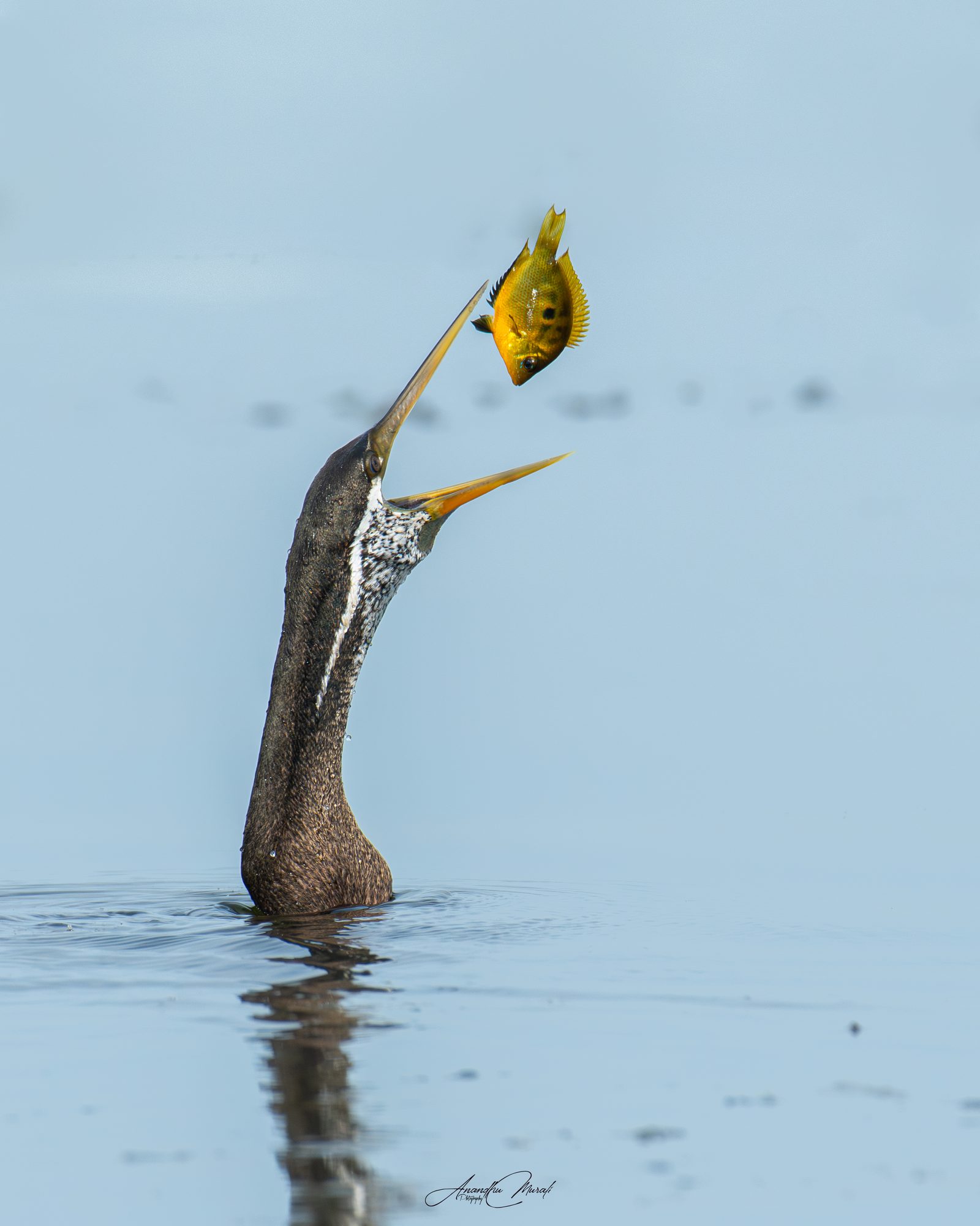 Birds in Action 23