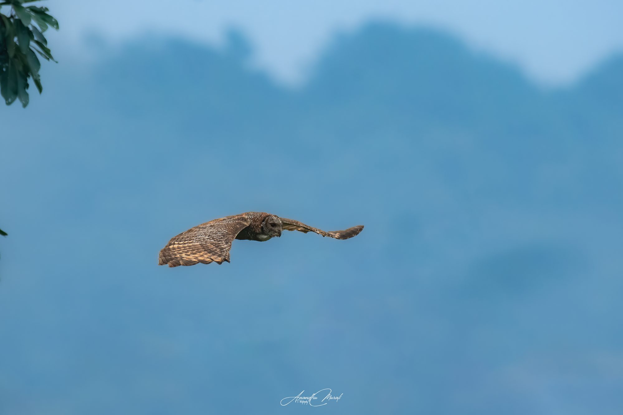 Birds in Action 24