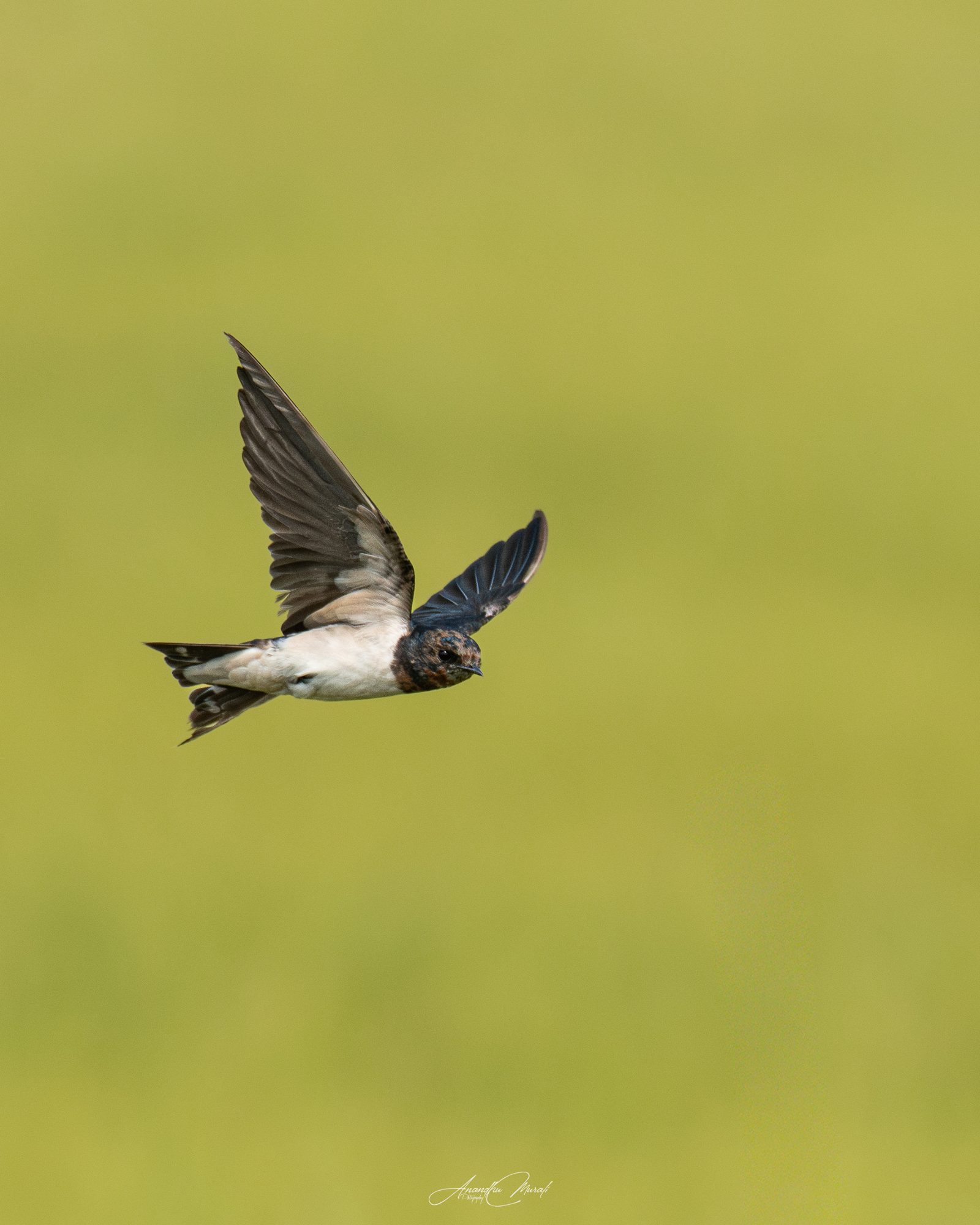 Barn Swallow