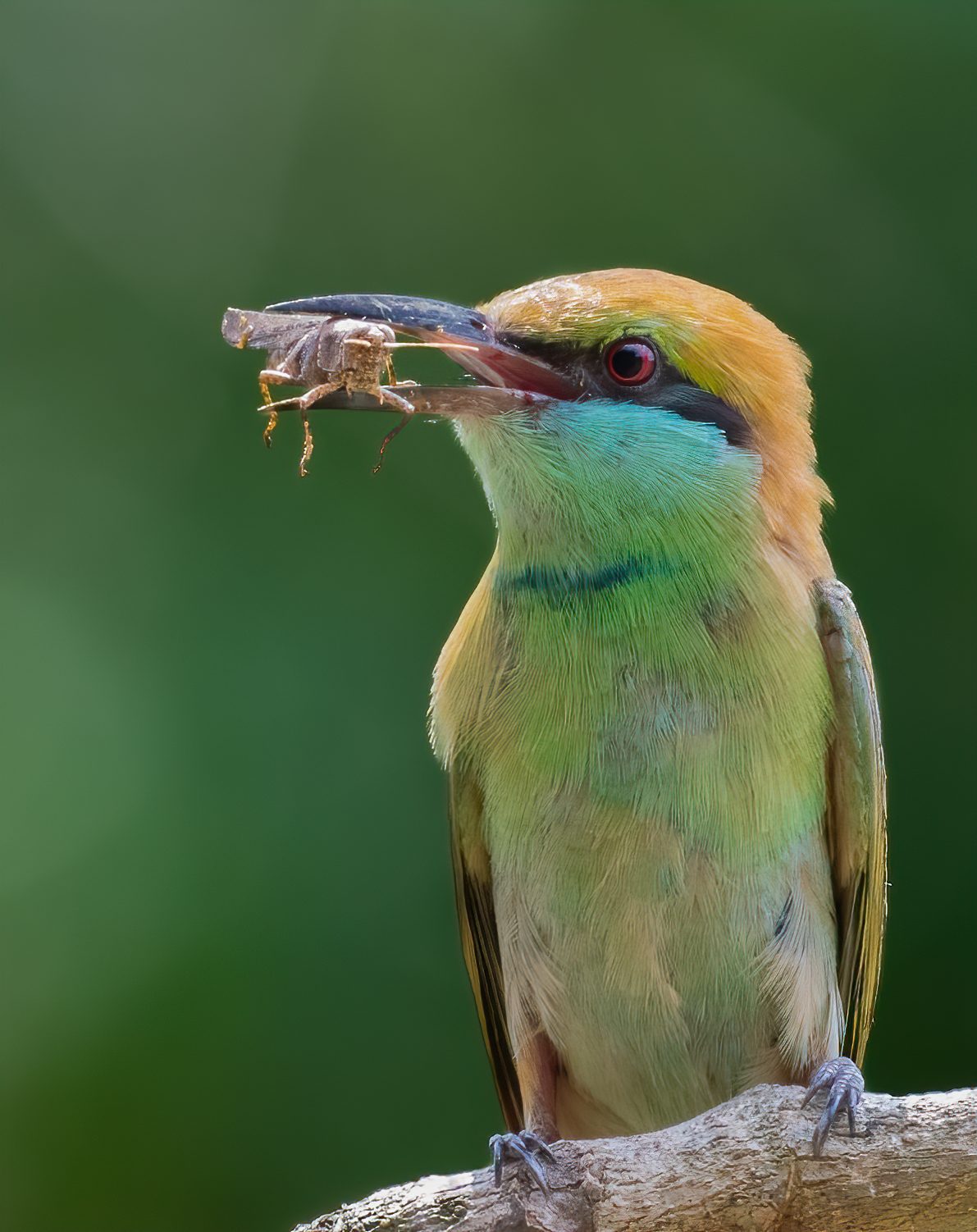 Birds 01