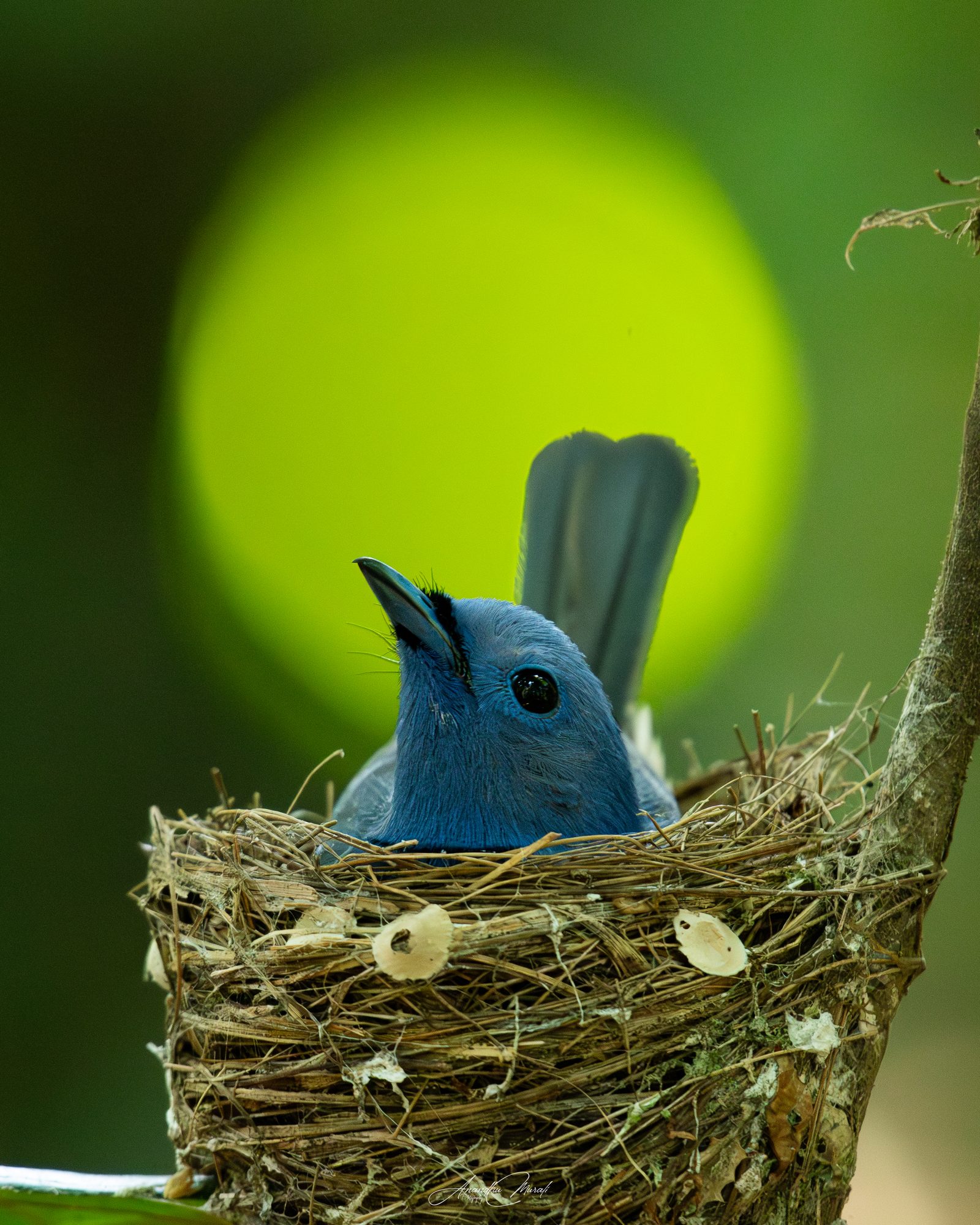 Birds 03