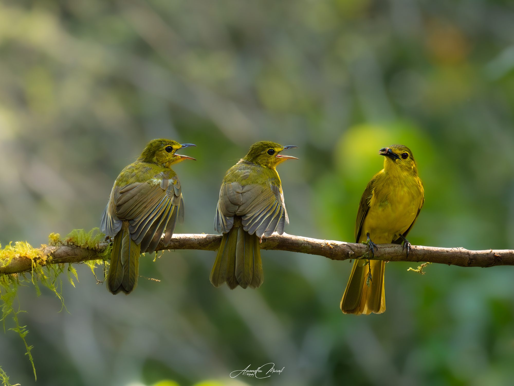 Birds 04