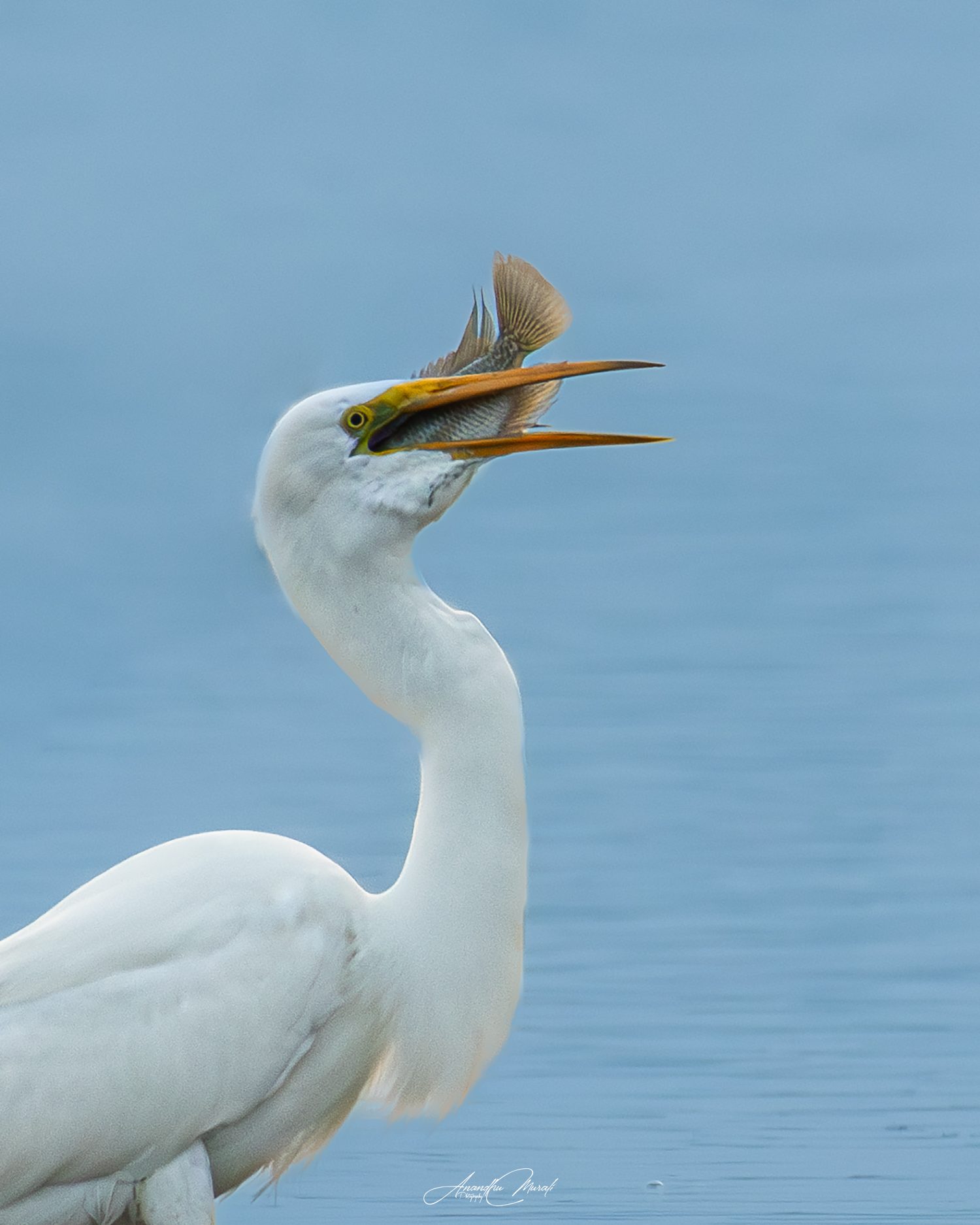 Birds 05