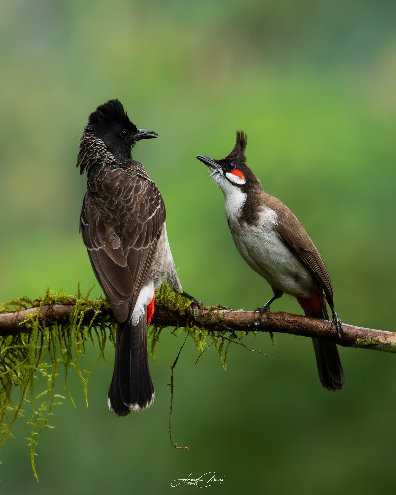 Birds 06