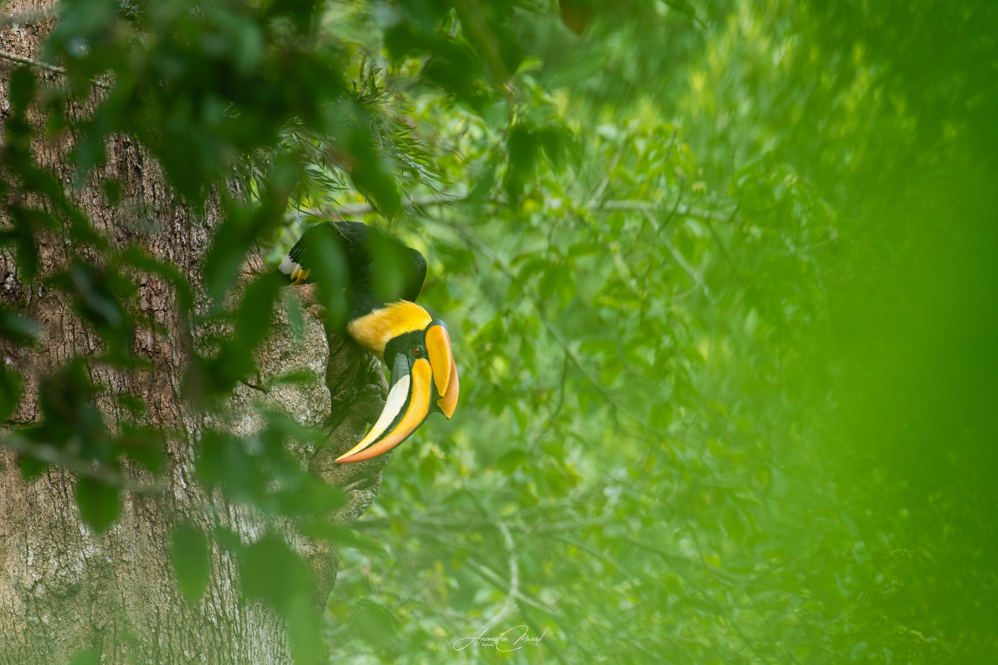 Birds 07