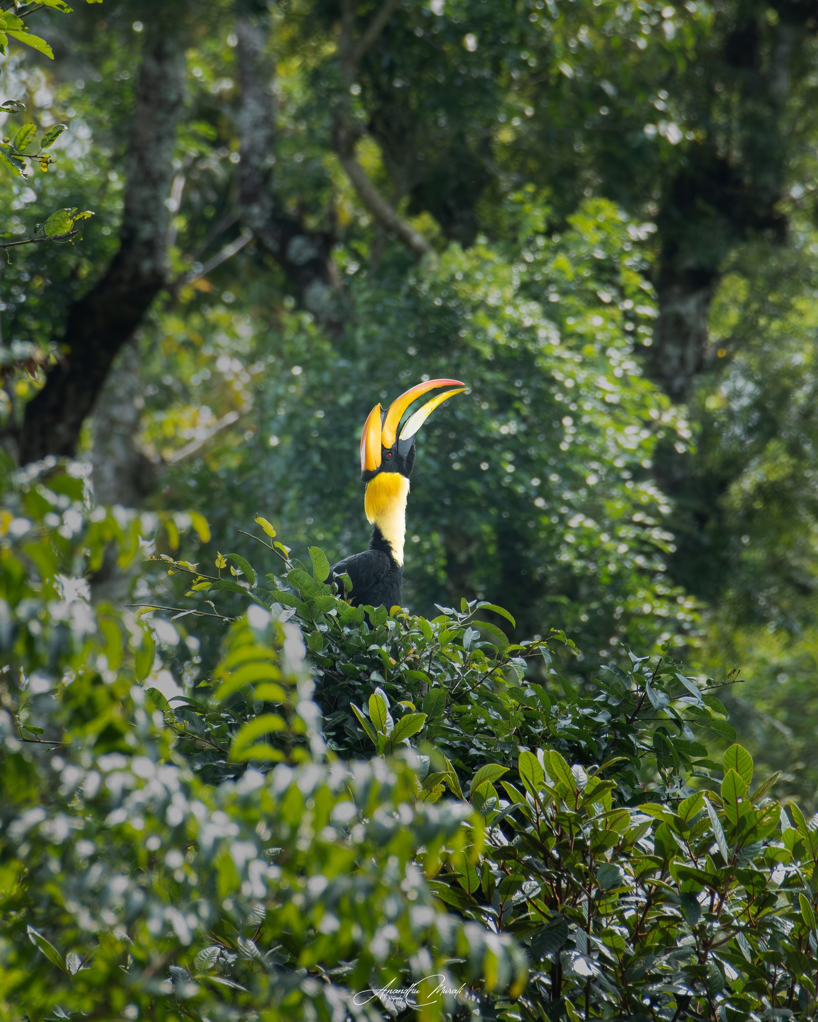 Birds 08