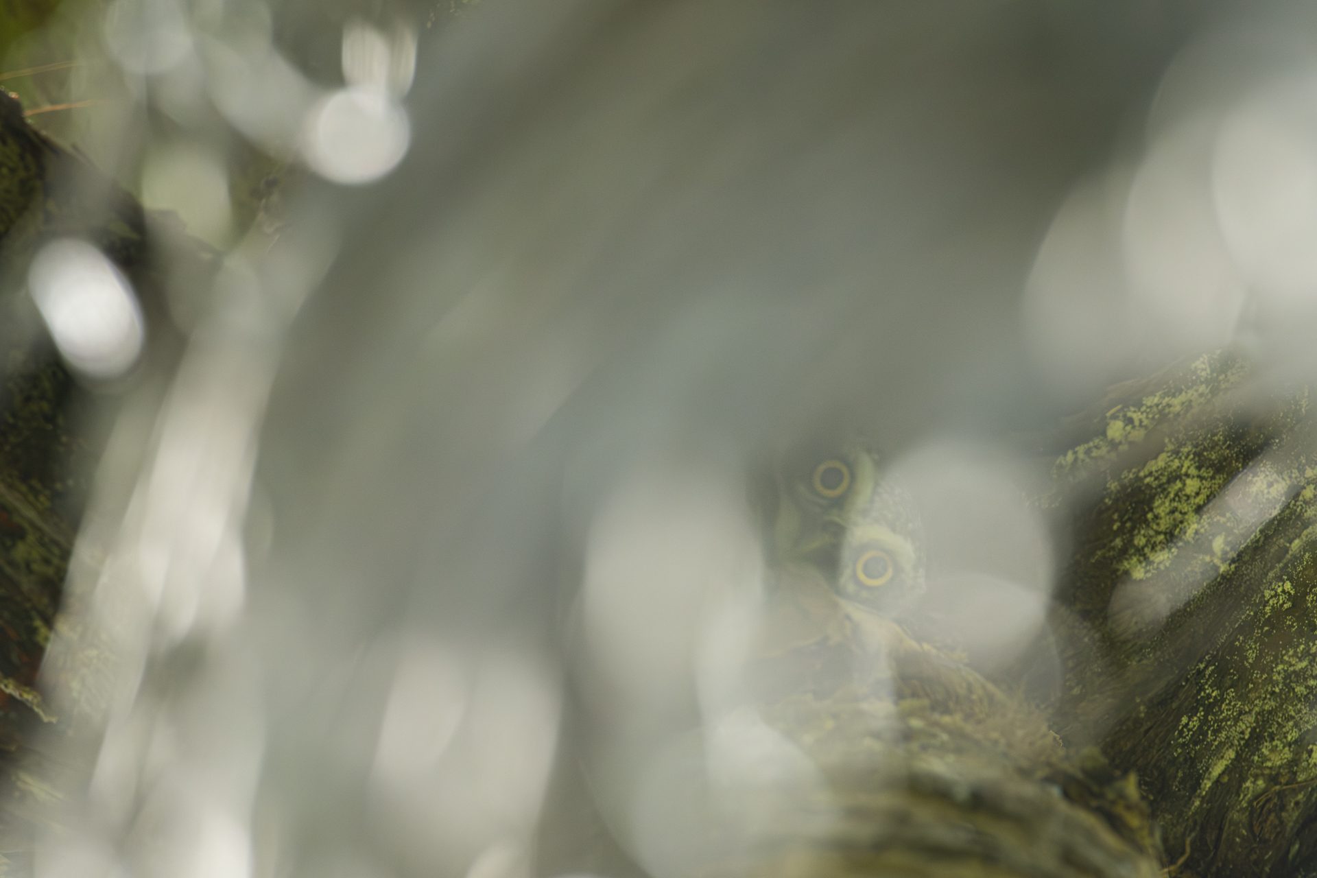 Birds 09