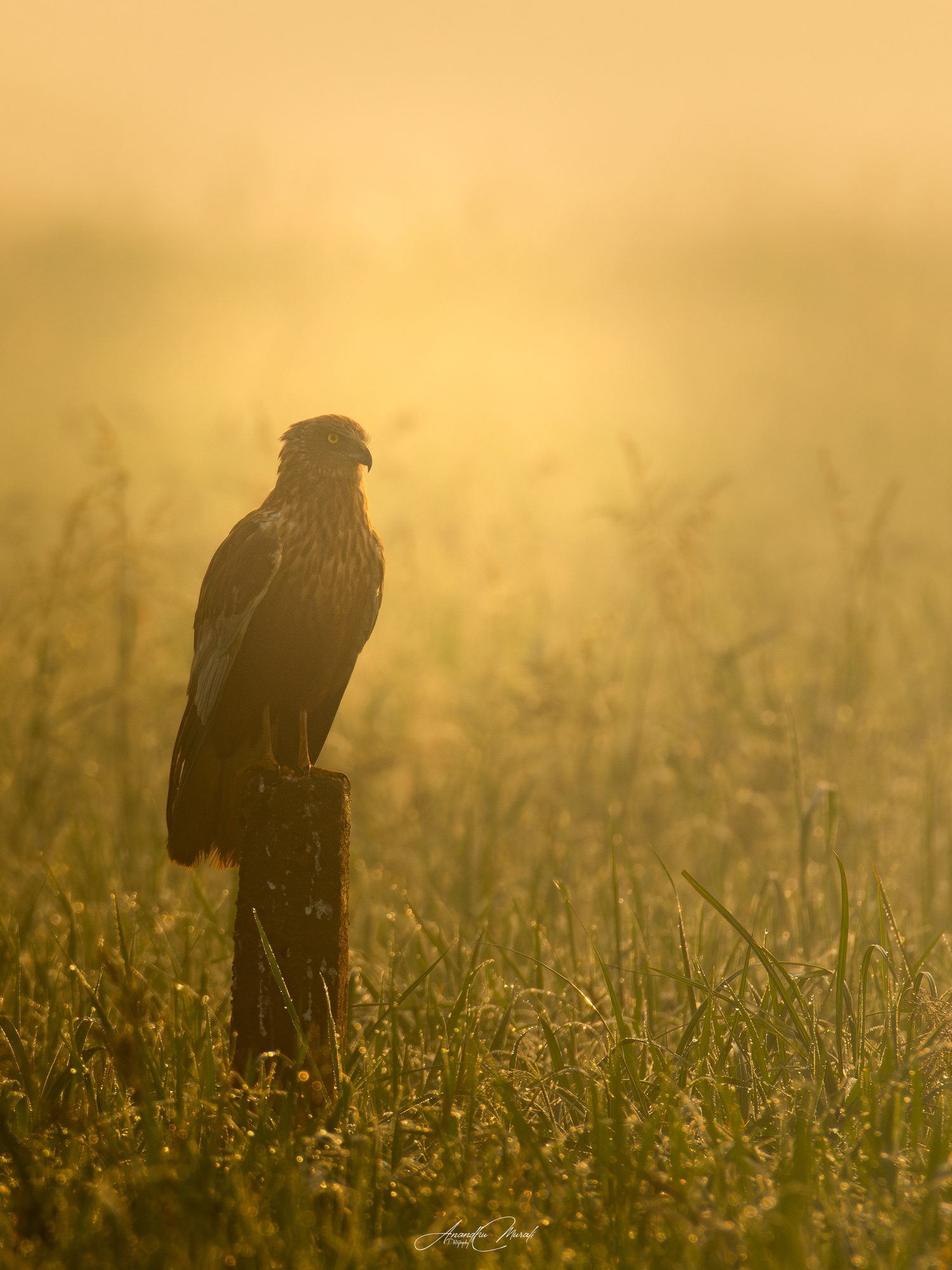 Birds 10
