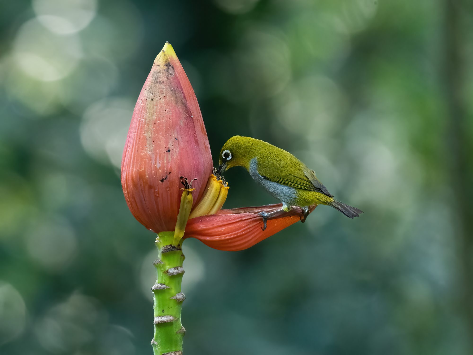 Birds 12