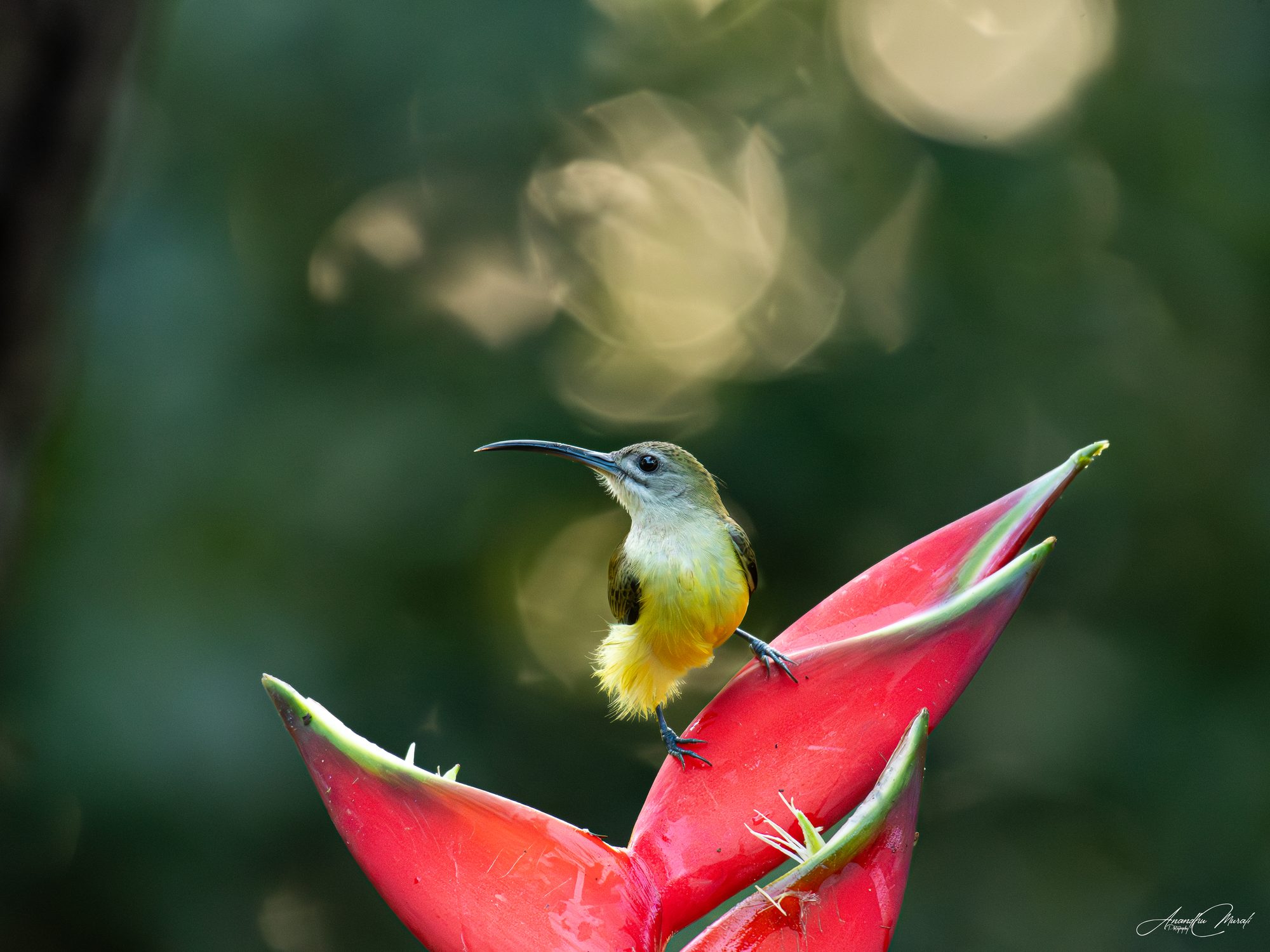 Birds 14