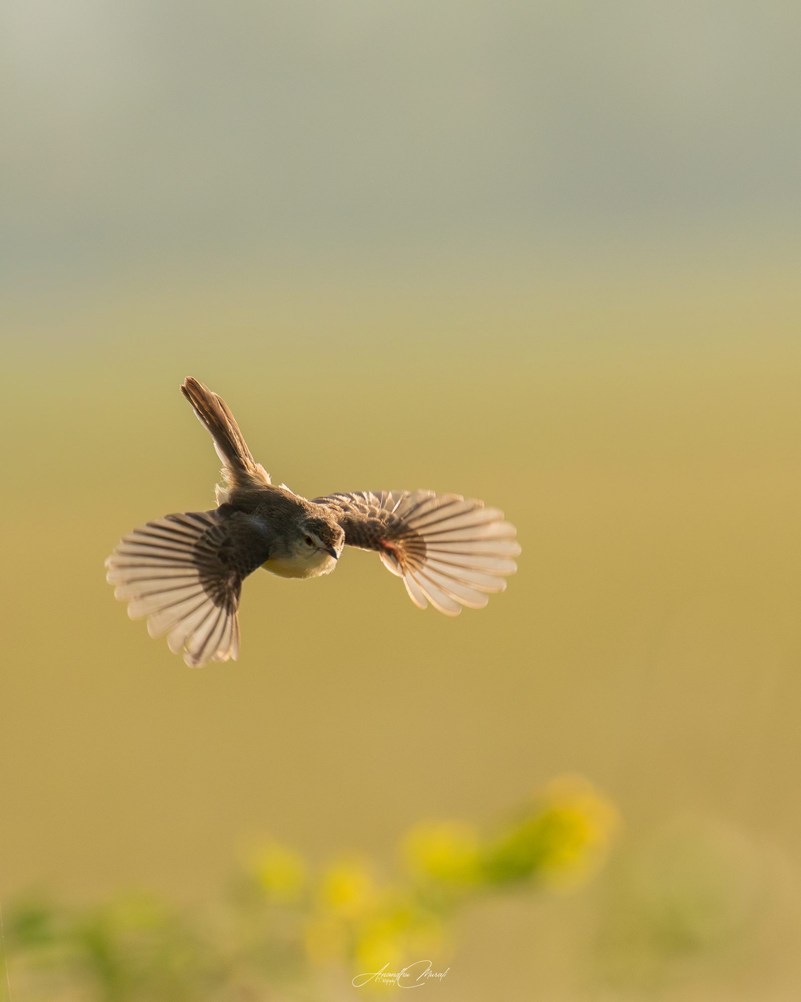 Birds 15