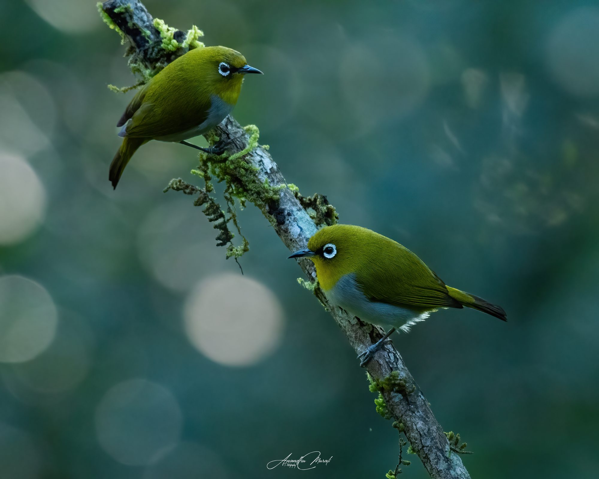 Birds 19