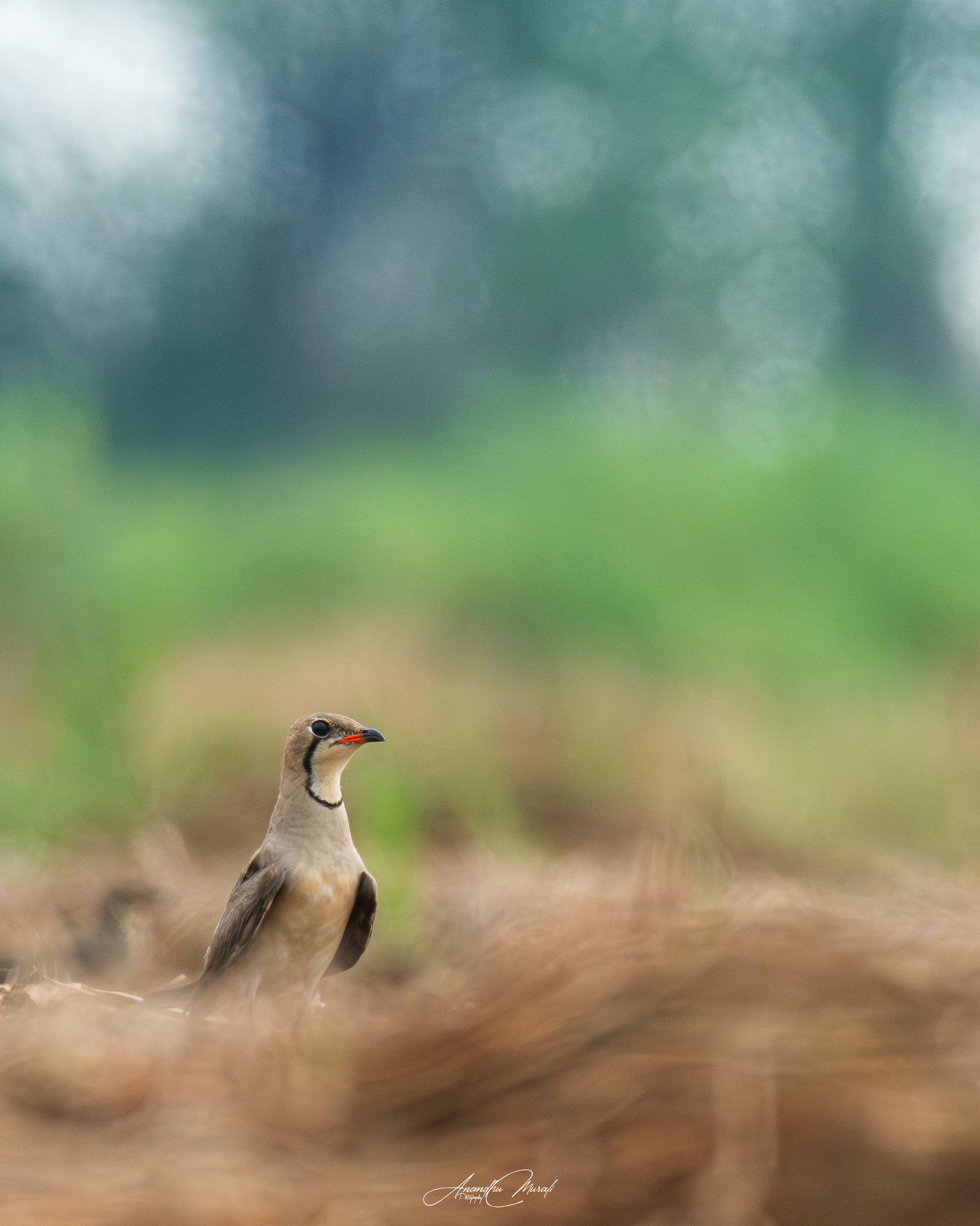 Birds 22