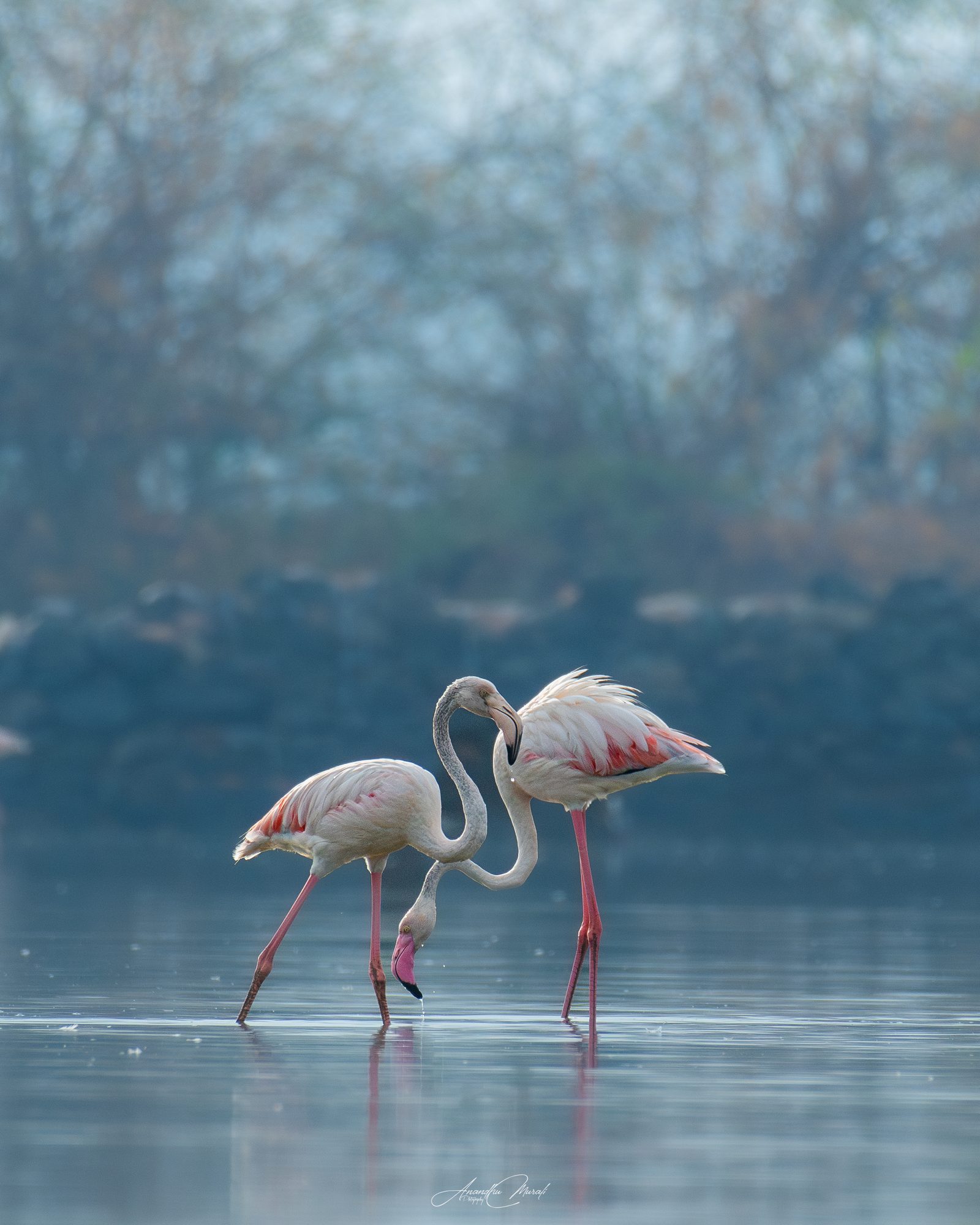 Birds 23