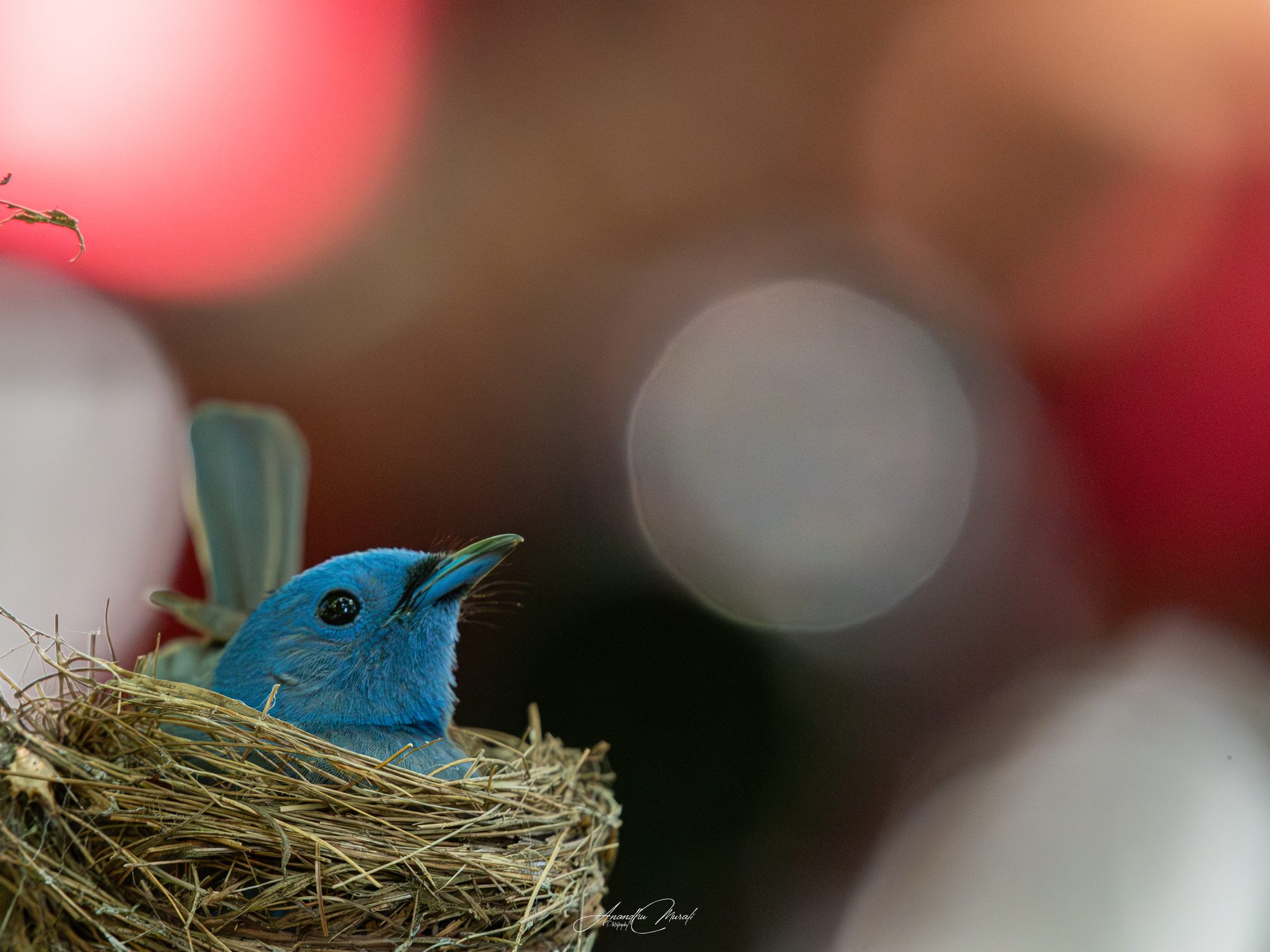 Birds 24
