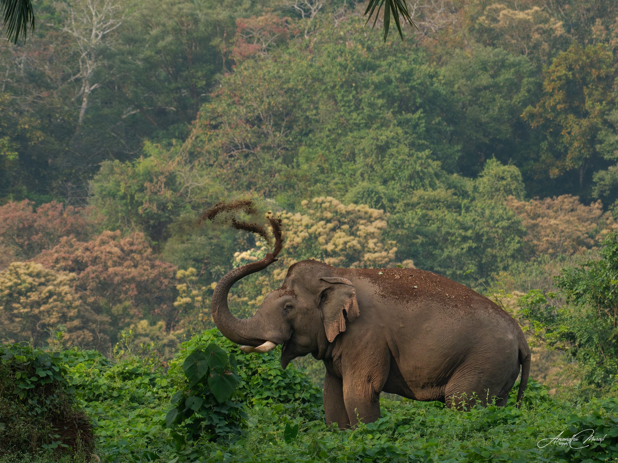 Elephants 02