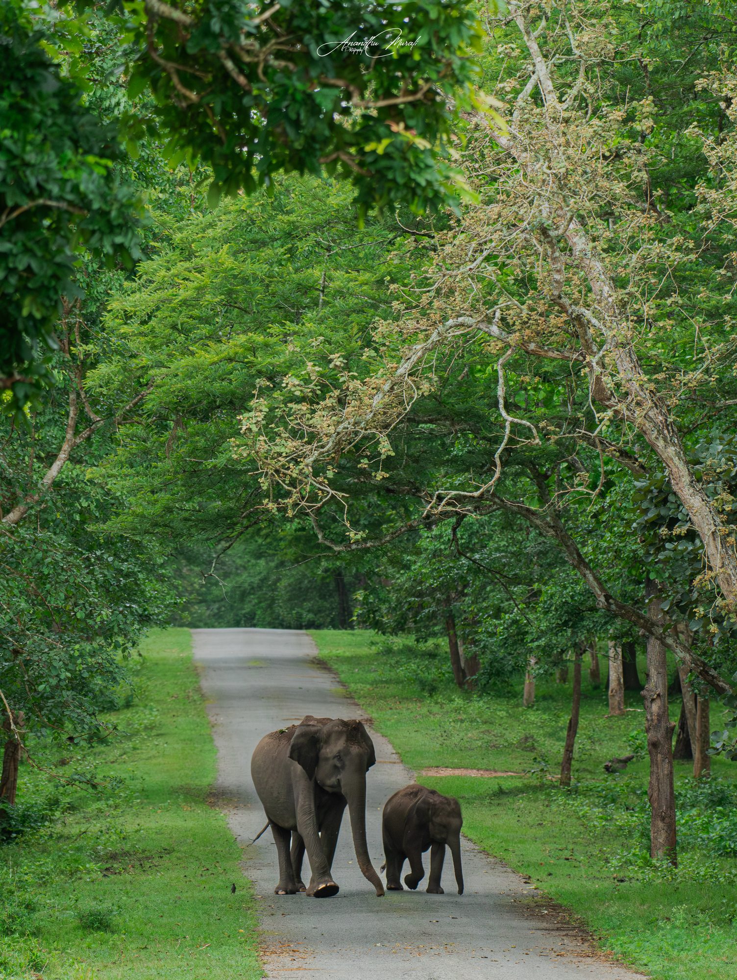 Elephants 03
