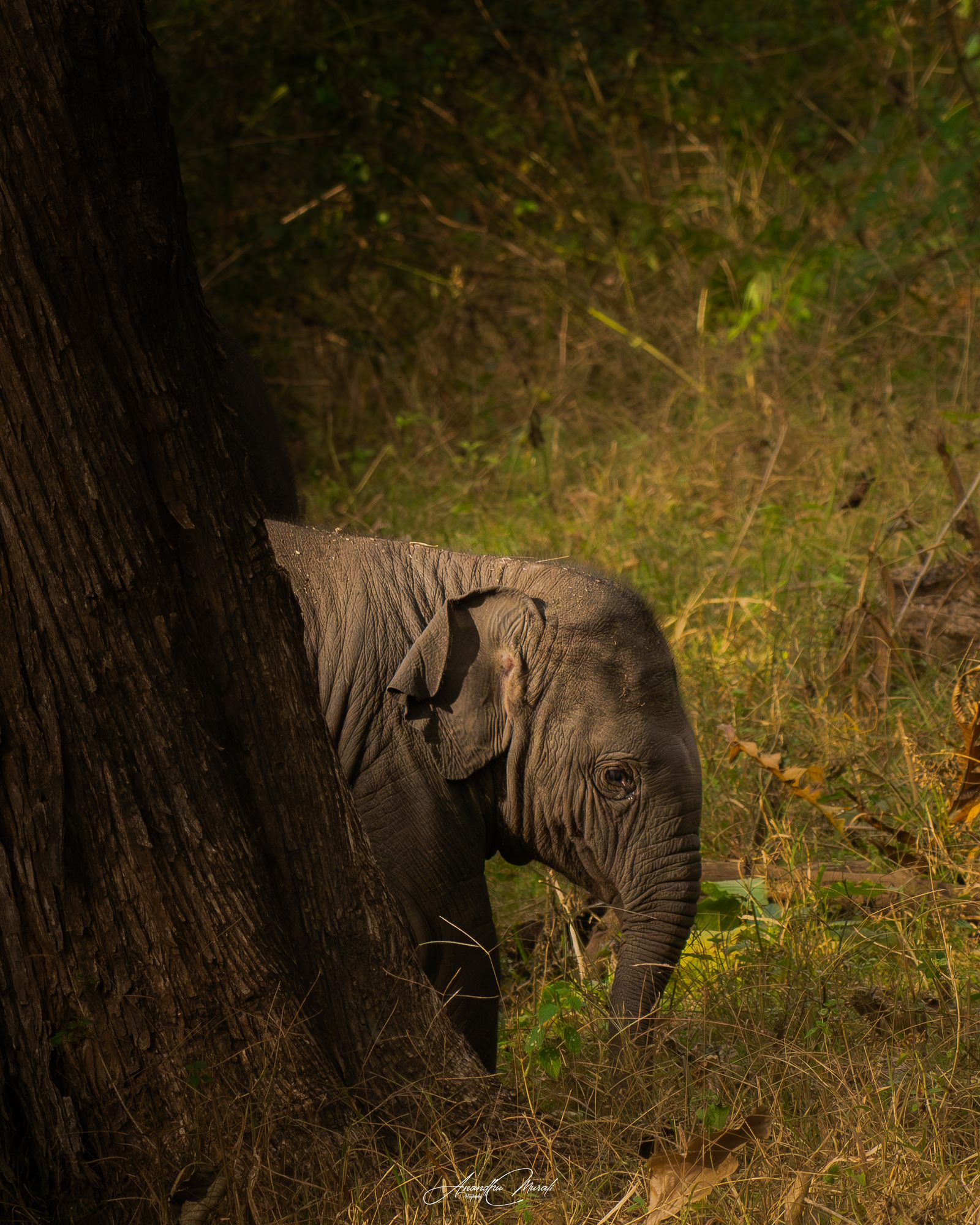 Elephants 05