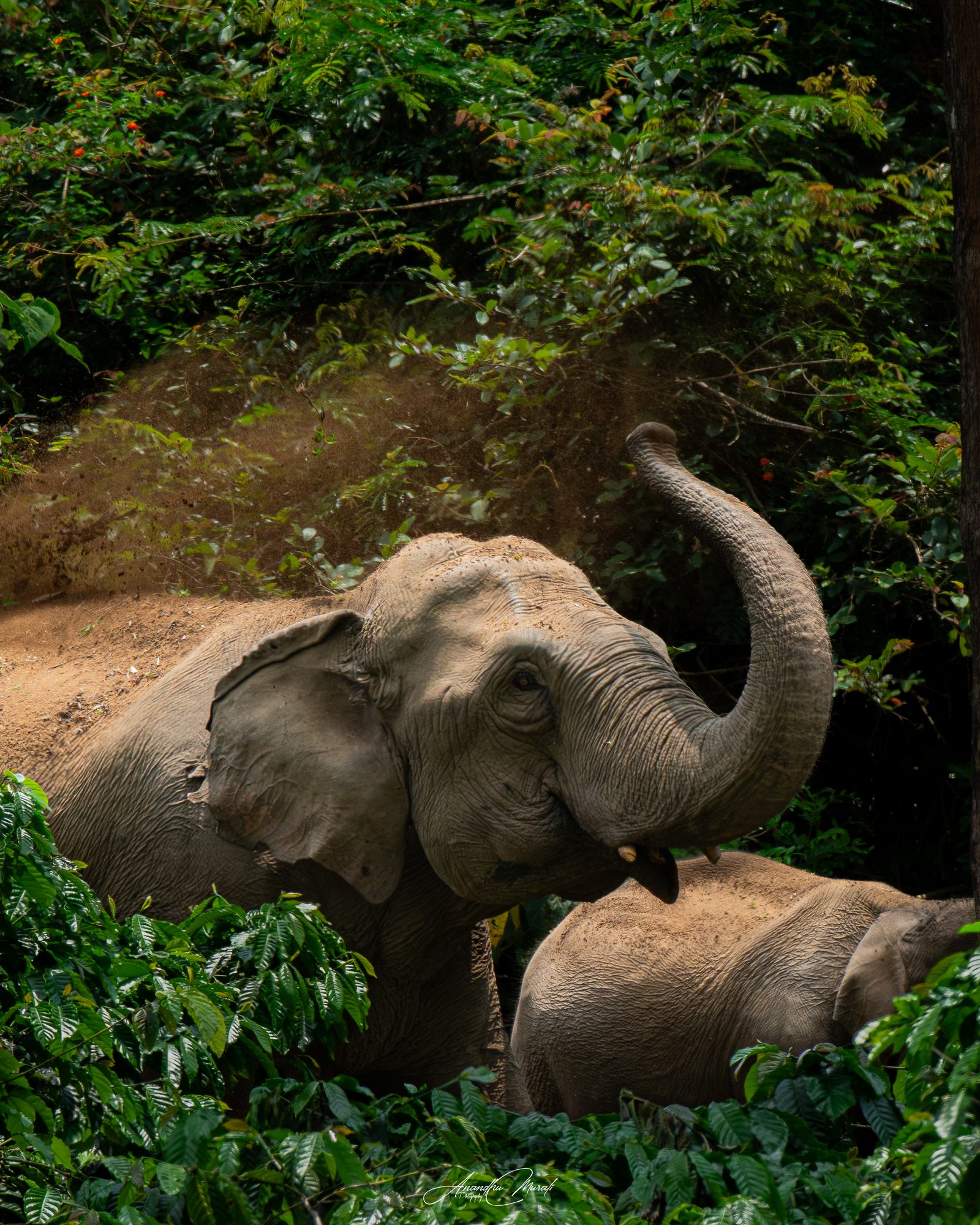 Elephants 06