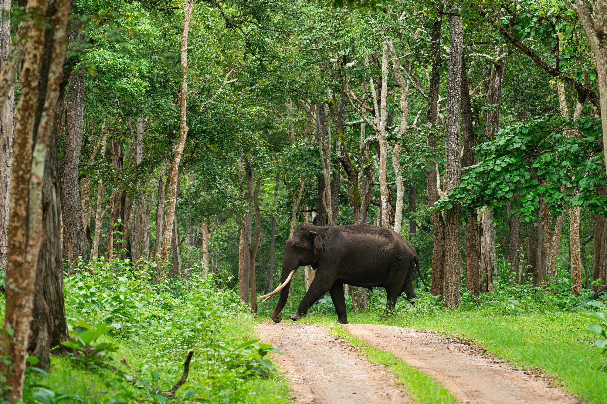 Elephants 07