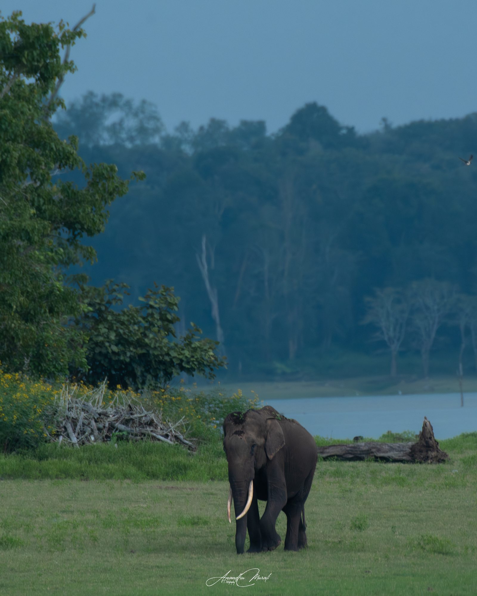 Elephants 08