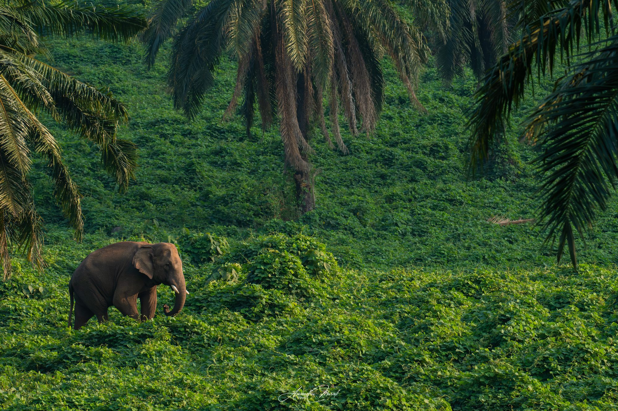 Elephants 09