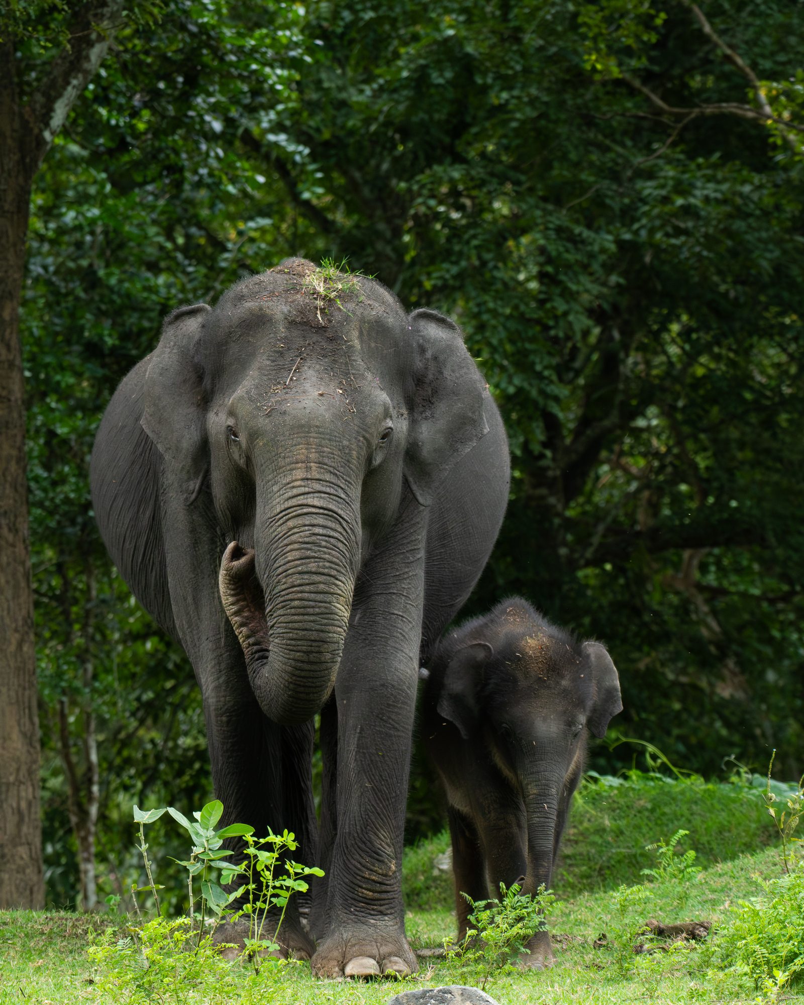 Elephants 10