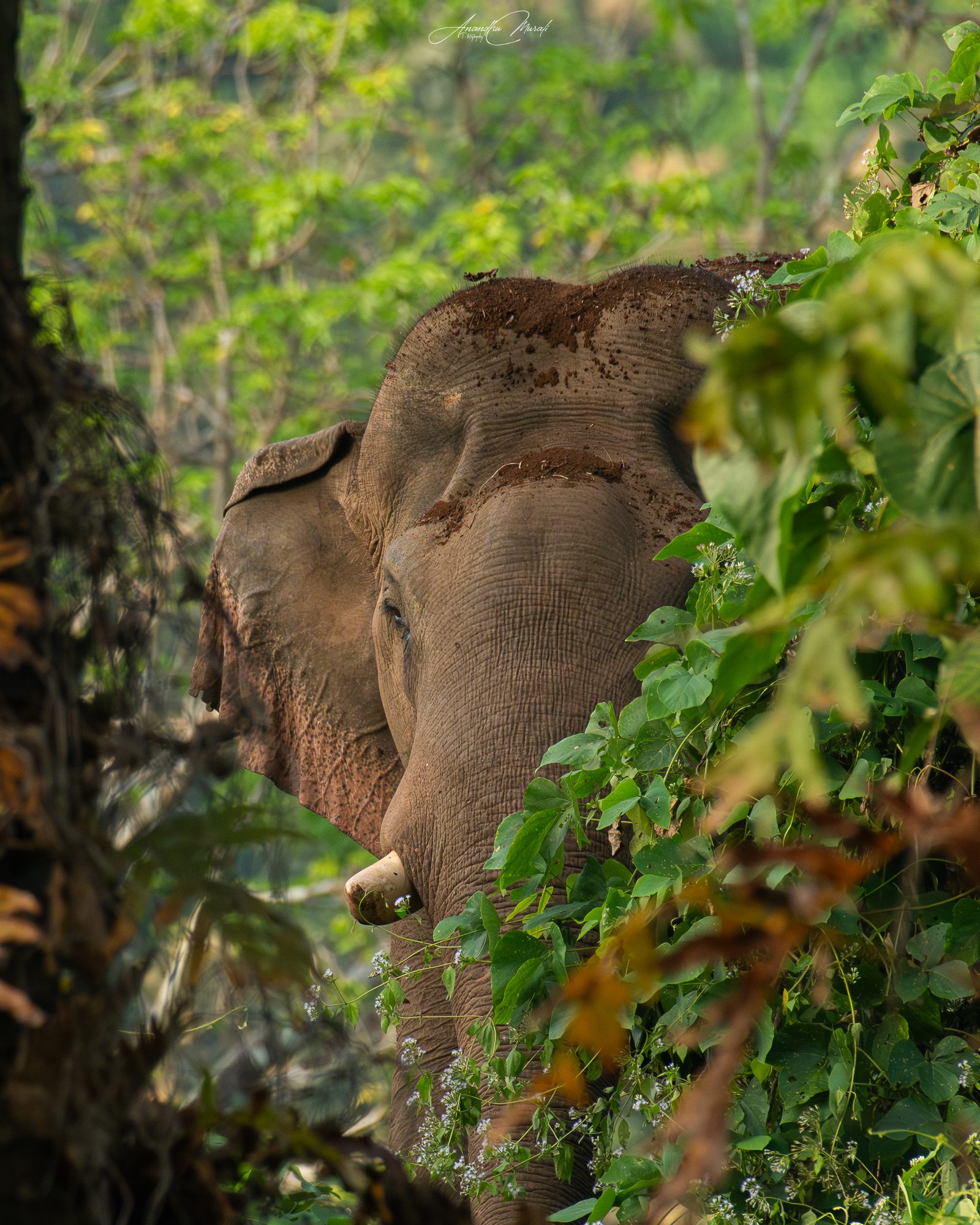 Elephants 11
