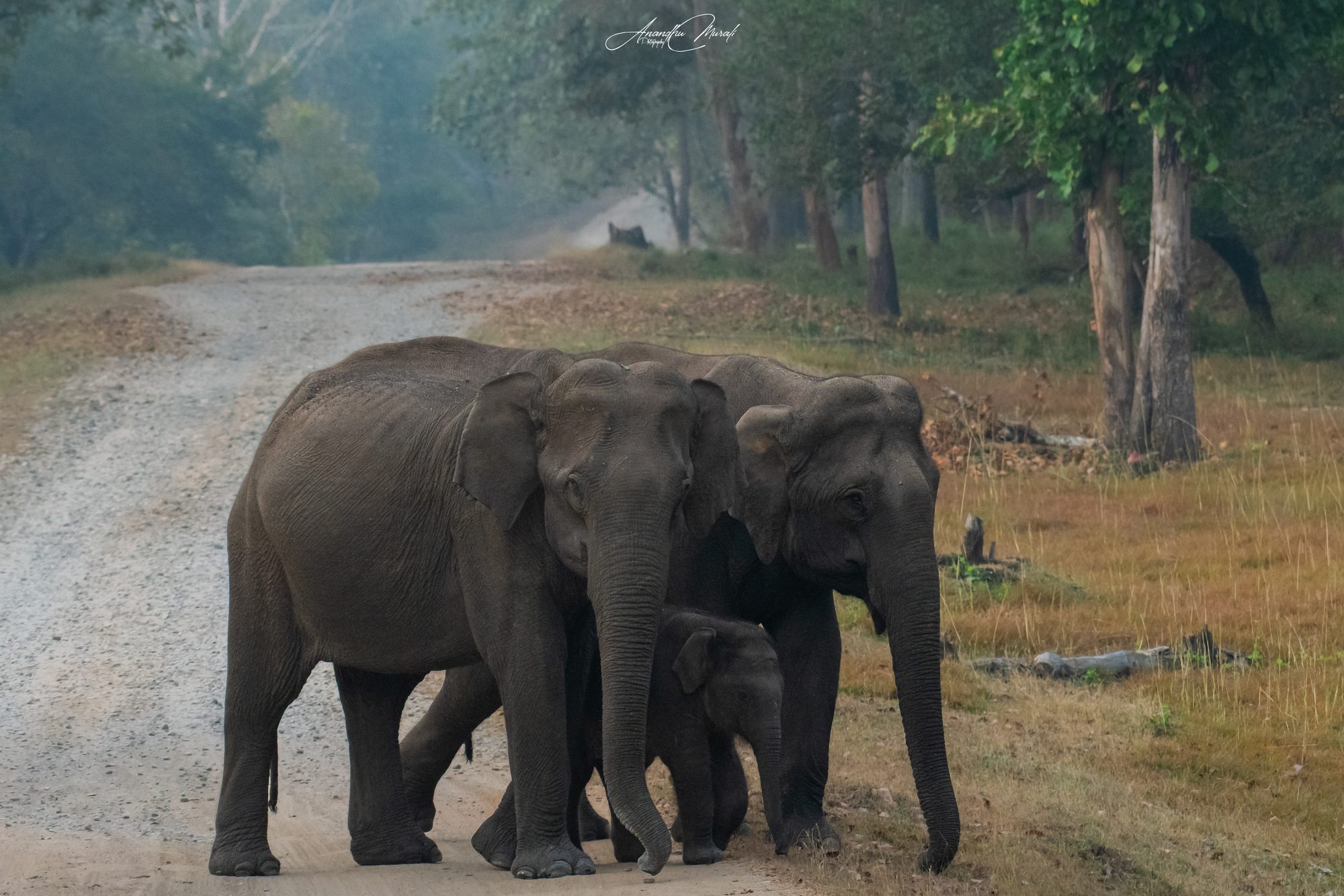 Elephants 12