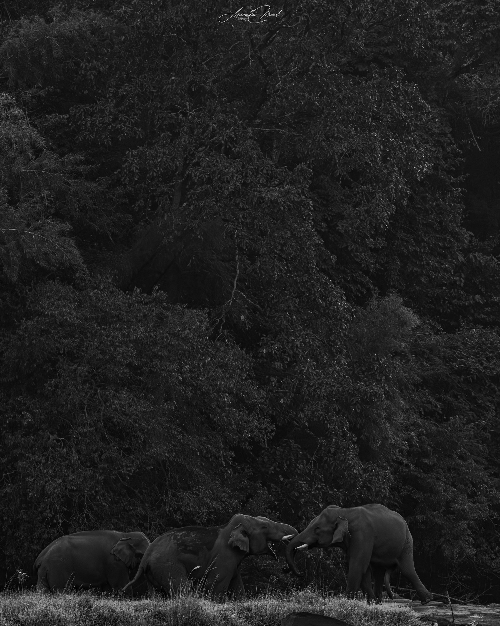 Elephants 13