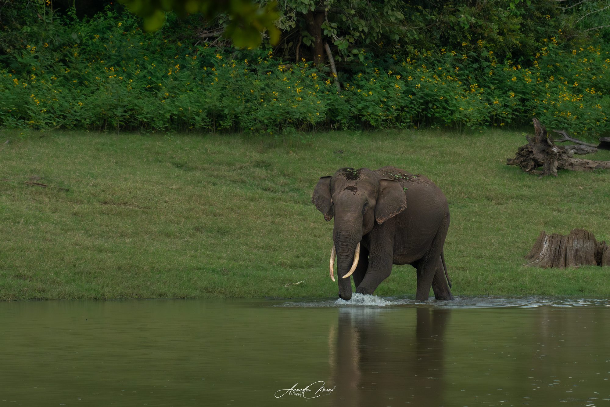 Elephants 14