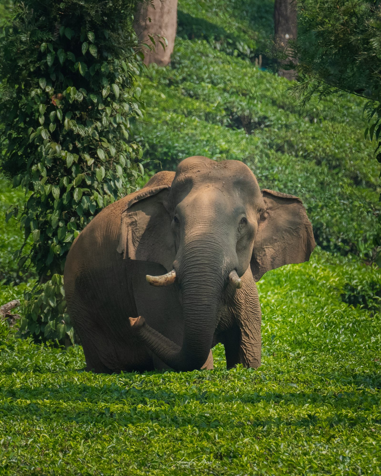 Elephants 15
