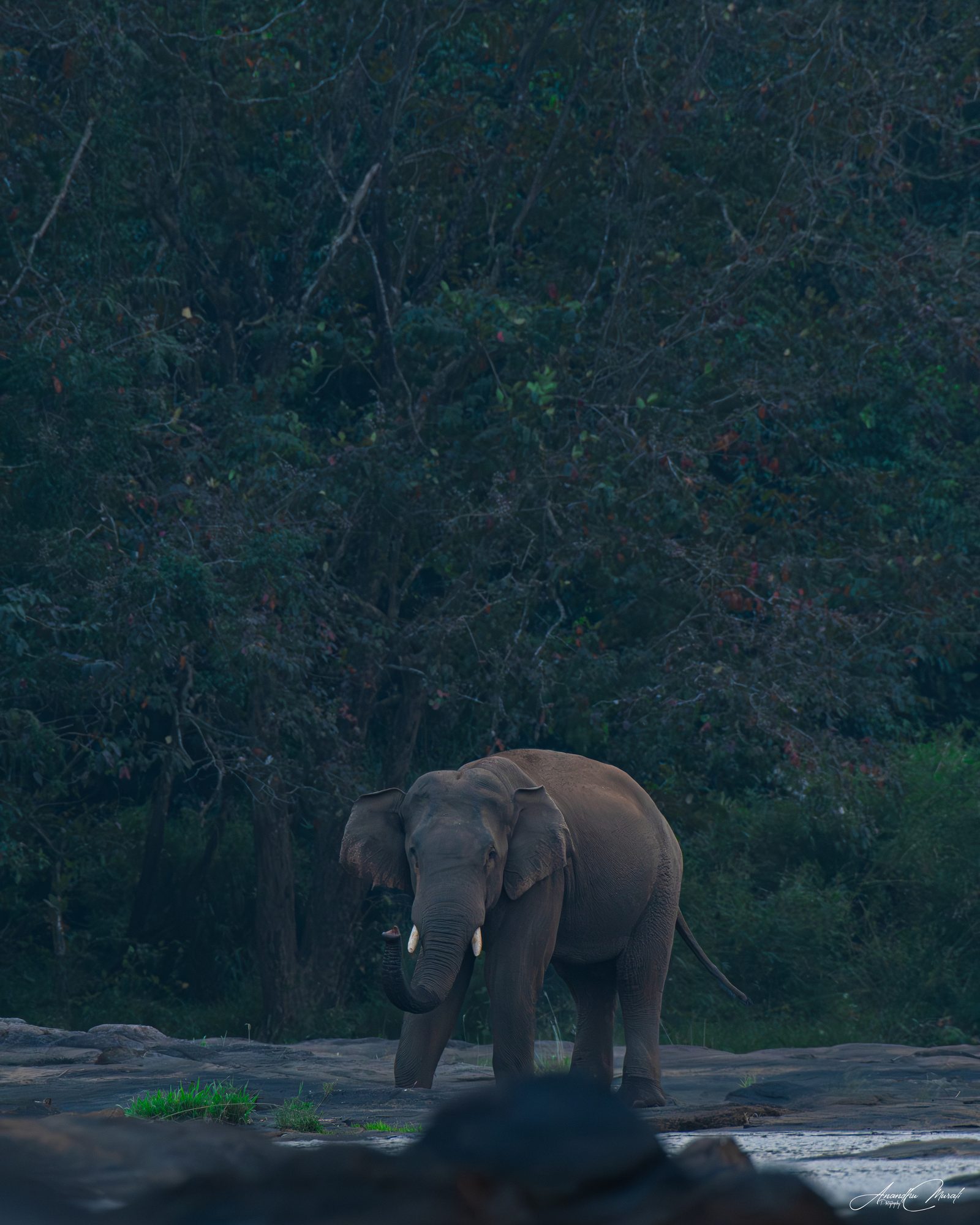 Elephants 16