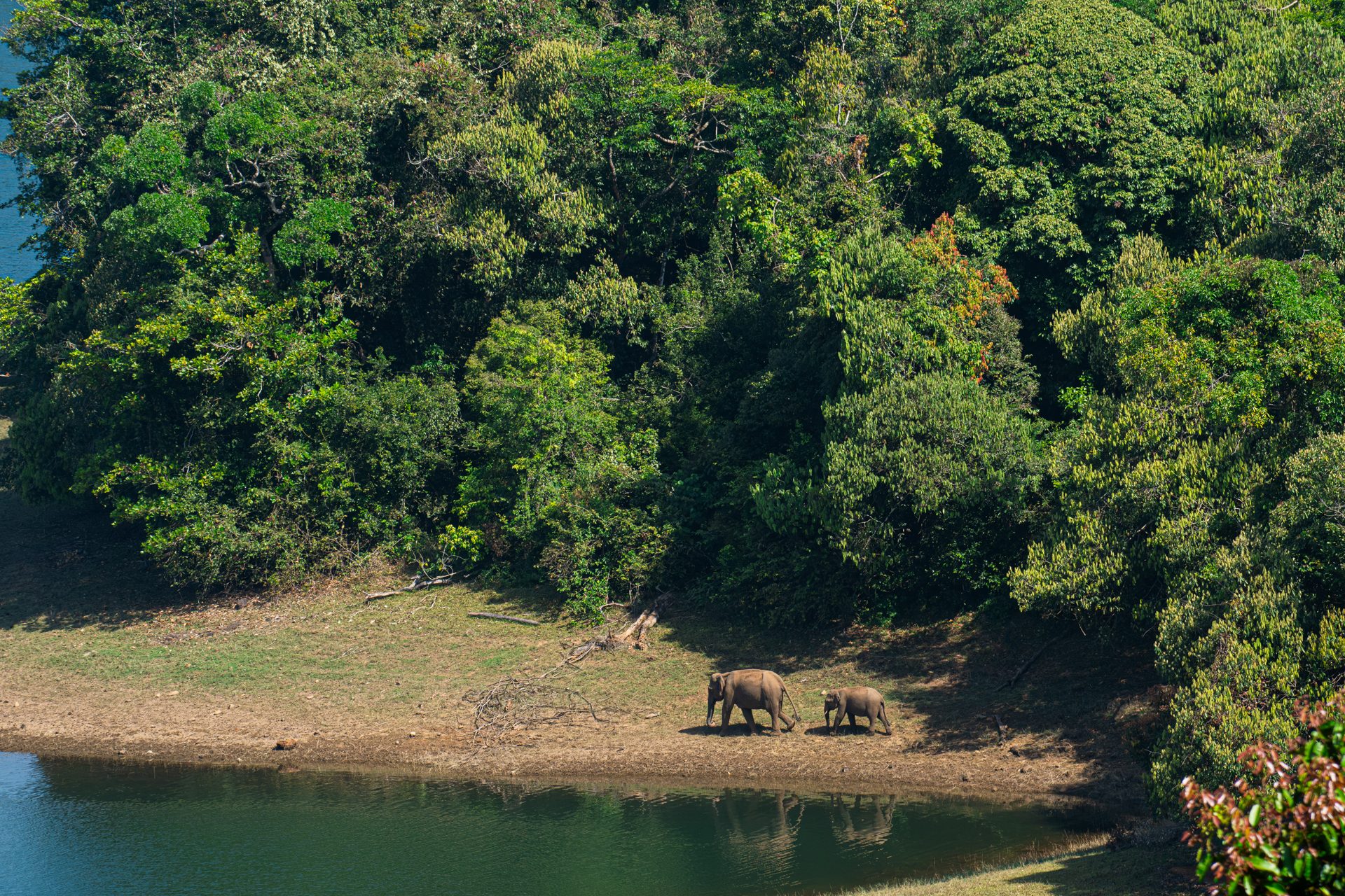 Elephants 17