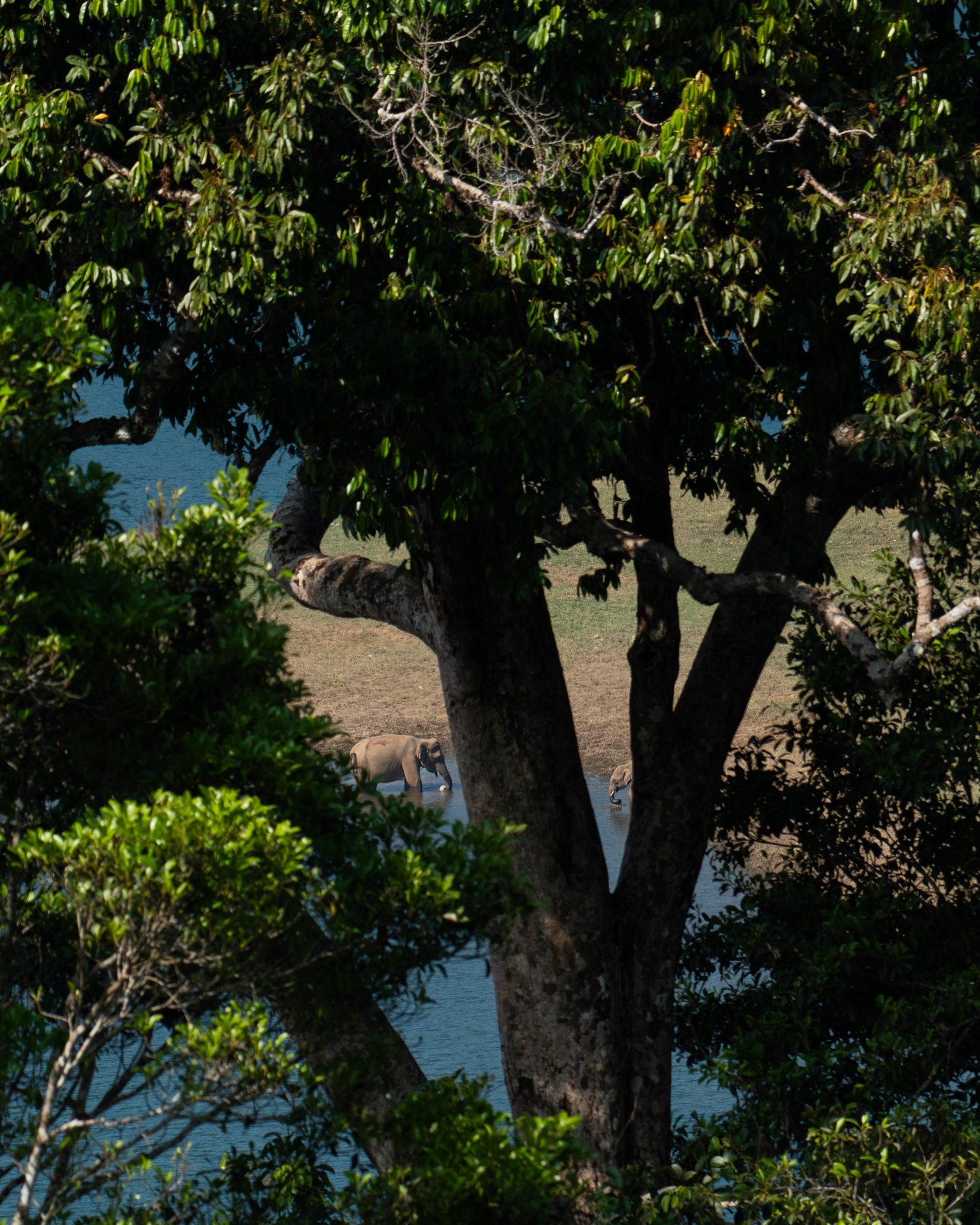 Elephants 18