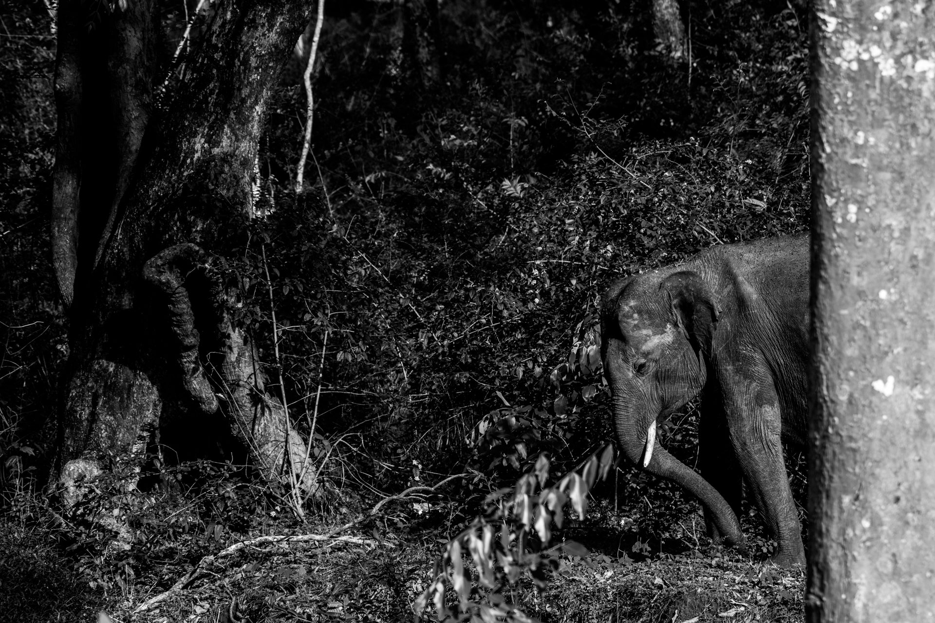 Elephants 19