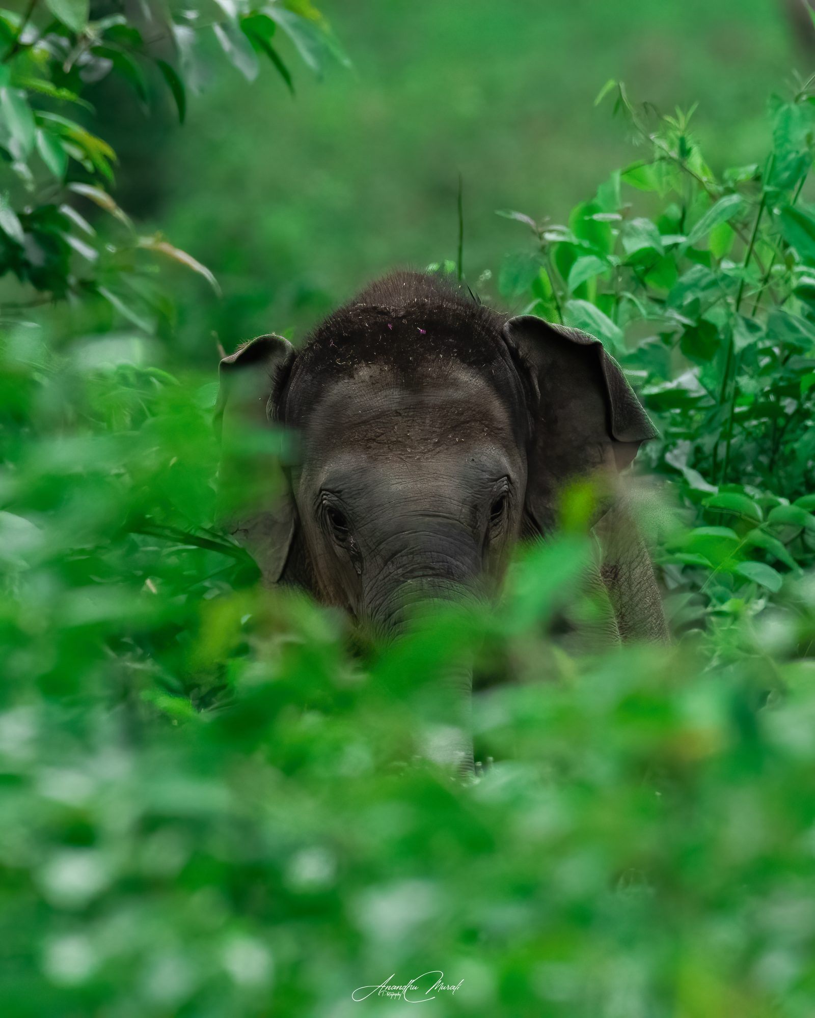 Elephants 20
