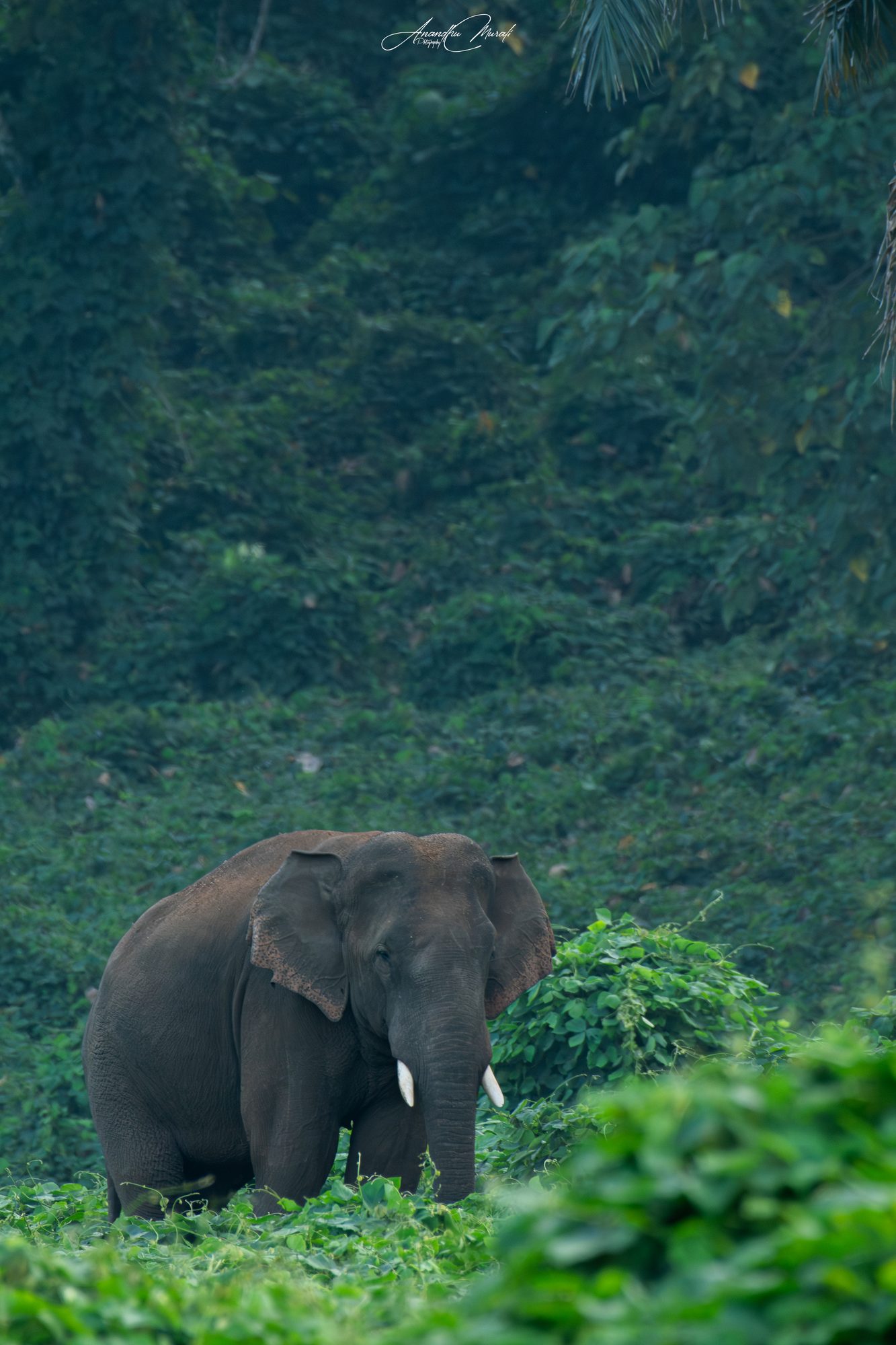 Elephants 21